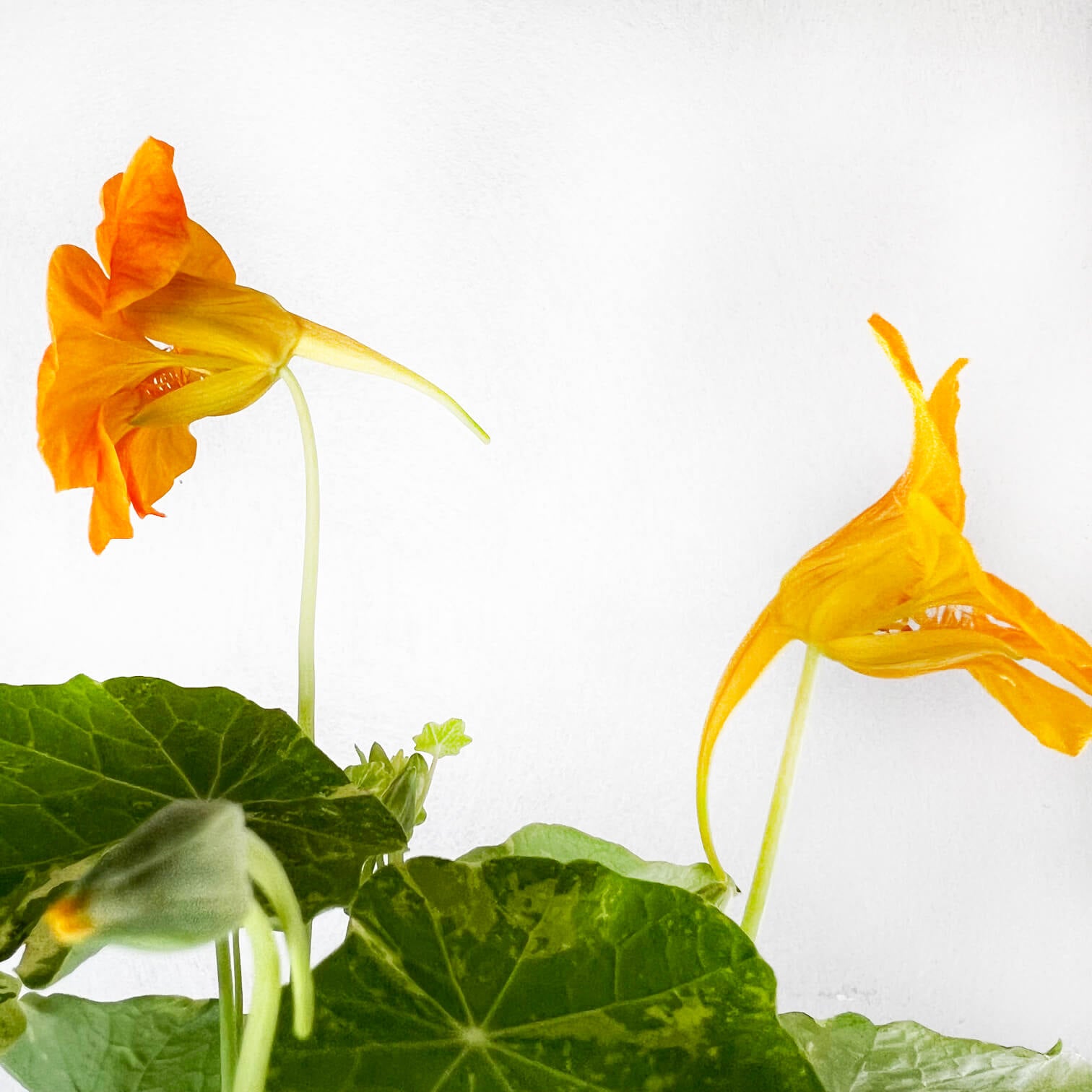 Nasturzio Variegato (tropaeolum Majus)