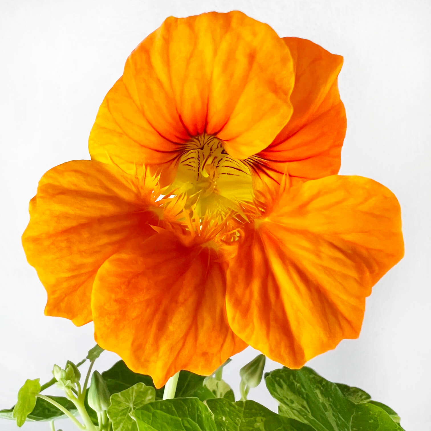 Nasturzio Variegato (tropaeolum Majus)