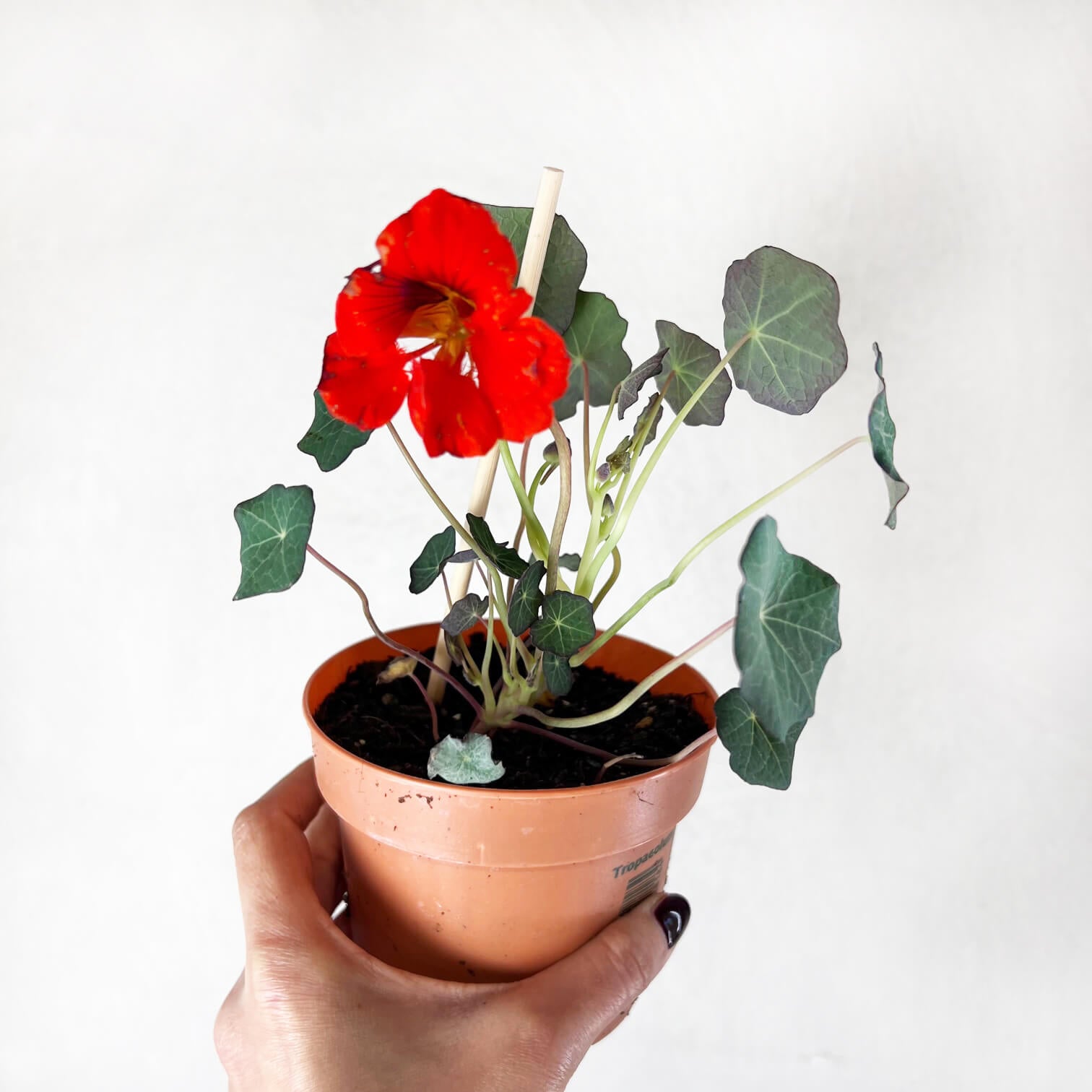 Nasturzio Variegato (tropaeolum Majus)