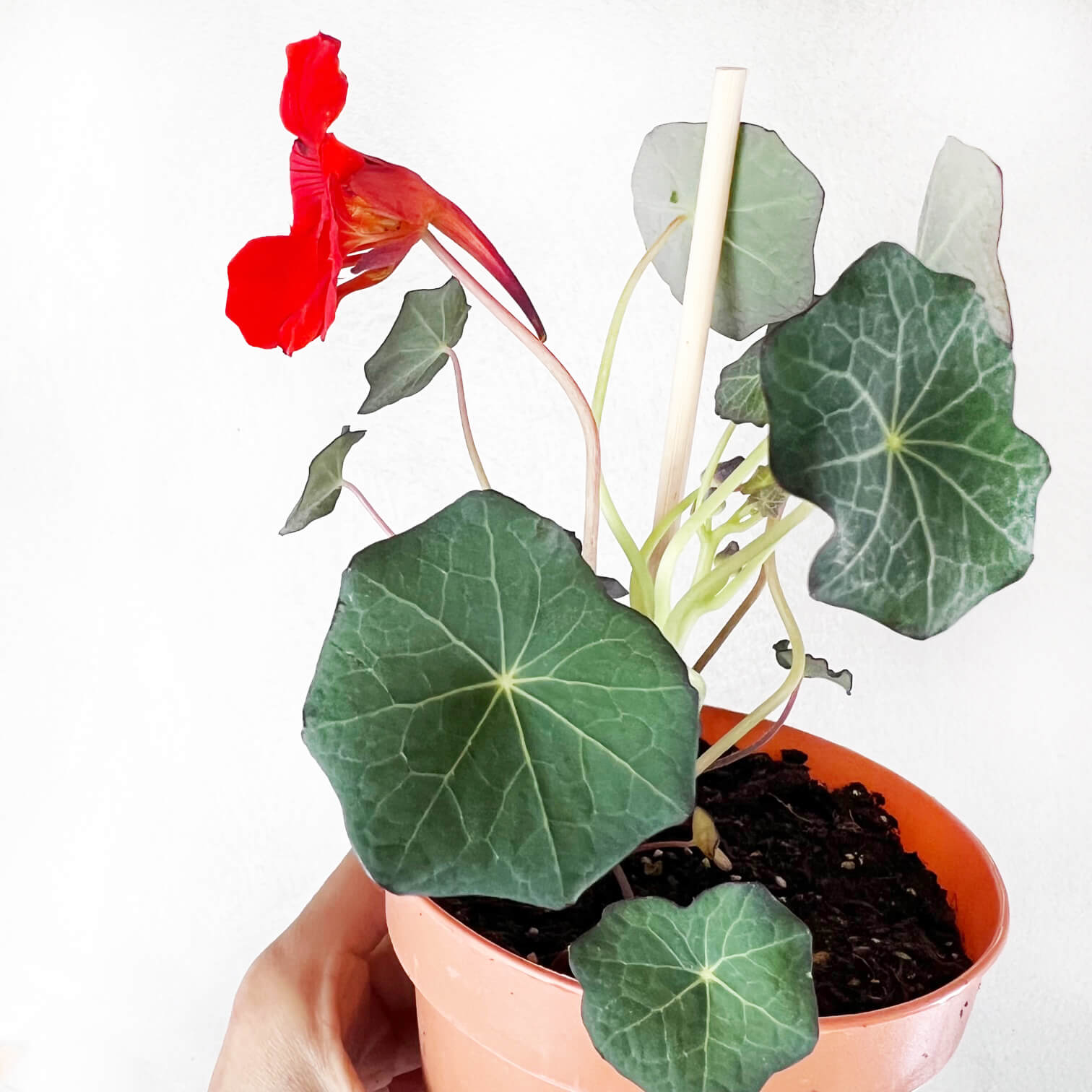 Nasturzio Variegato (tropaeolum Majus)