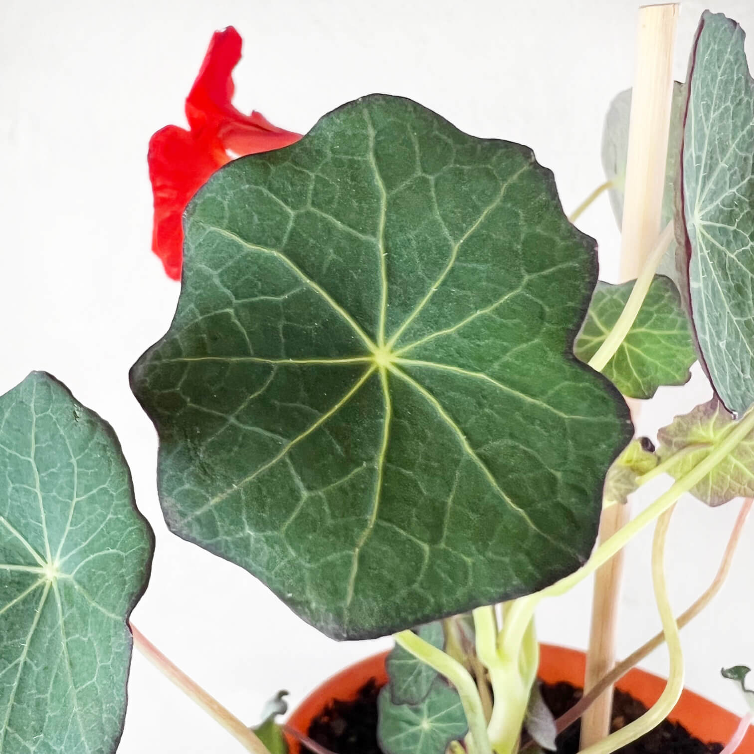 Nasturzio Variegato (tropaeolum Majus)