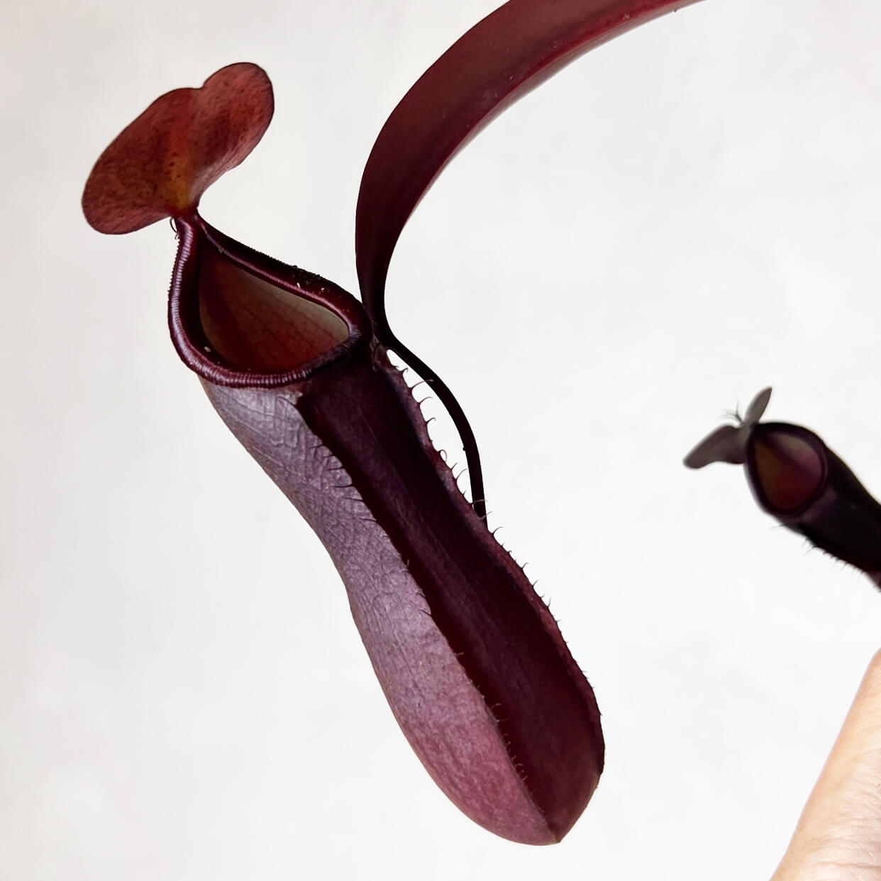 Nepenthes 'Rebecca Soper'