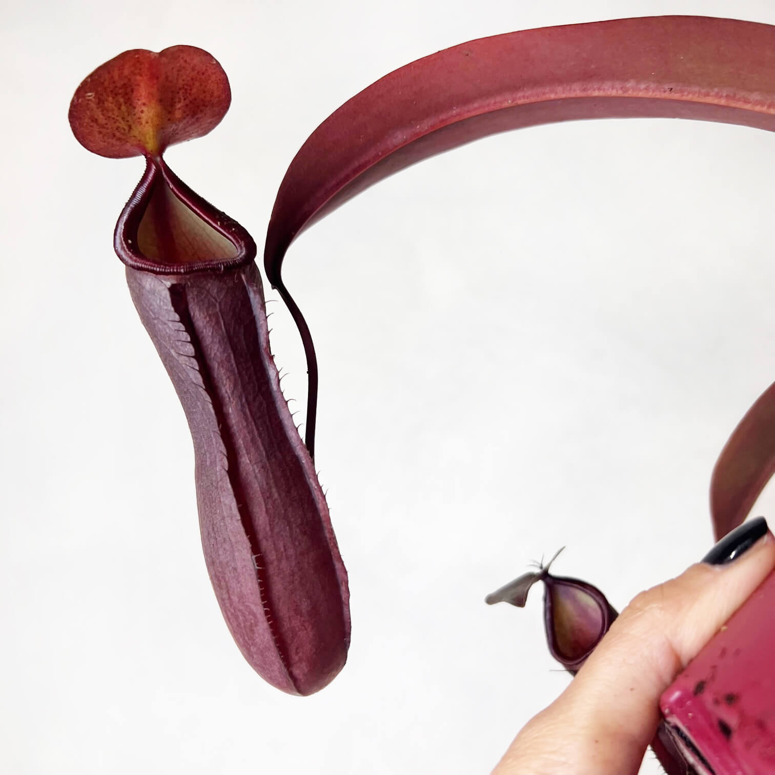 Nepenthes 'Rebecca Soper'