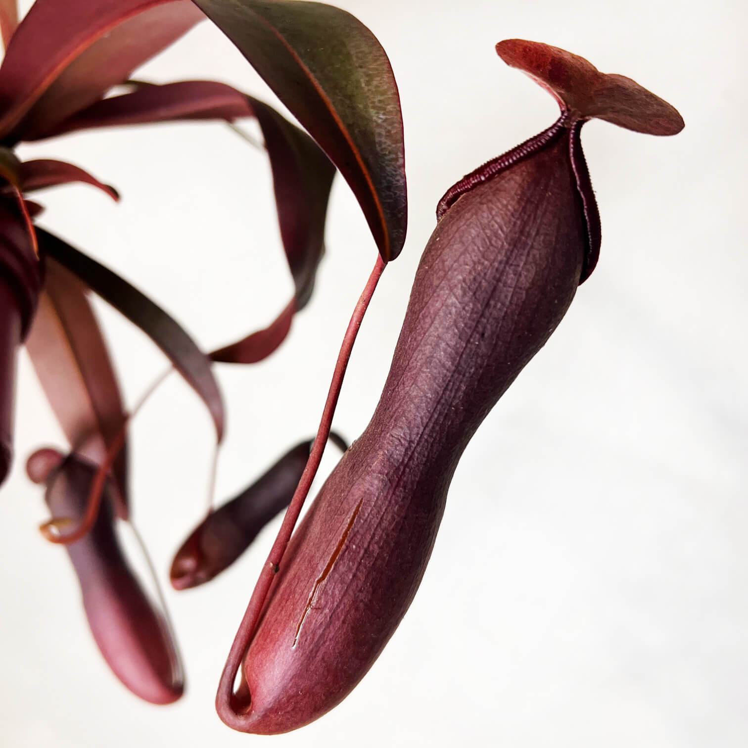 Nepenthes 'Rebecca Soper'