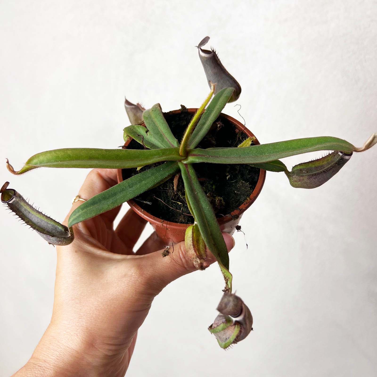 Nepenthes albomarginata