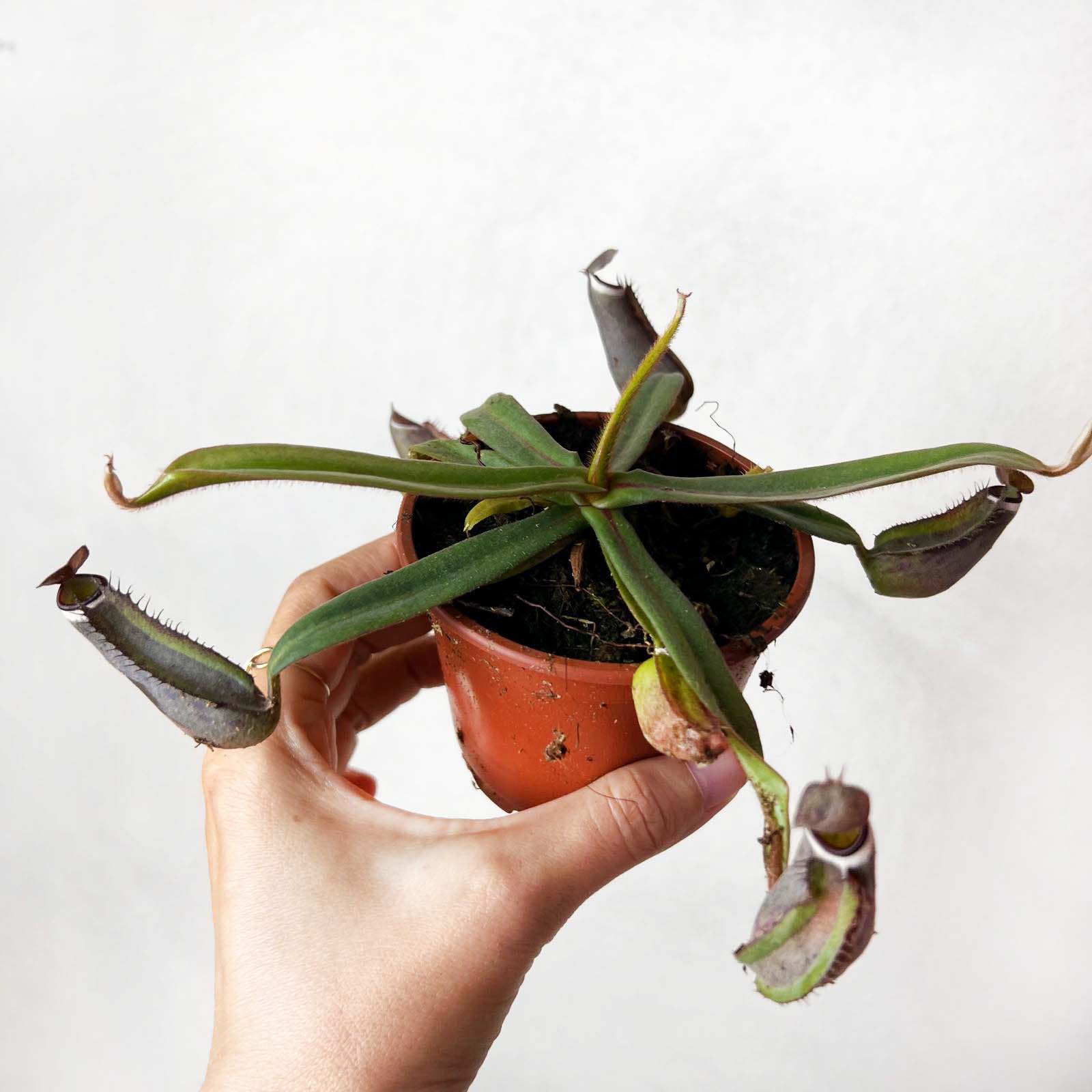 Nepenthes albomarginata