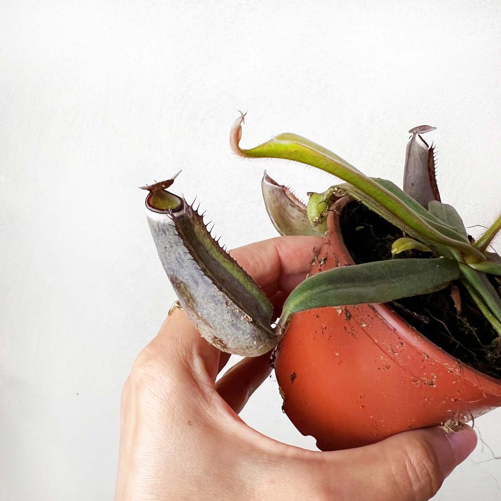 Nepenthes albomarginata