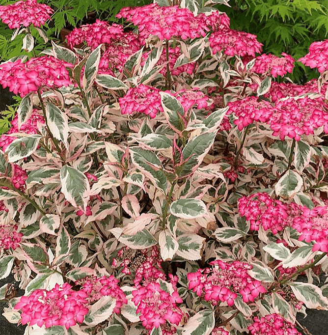 Hydrangea serrata Euphoria Pink (ortensia)
