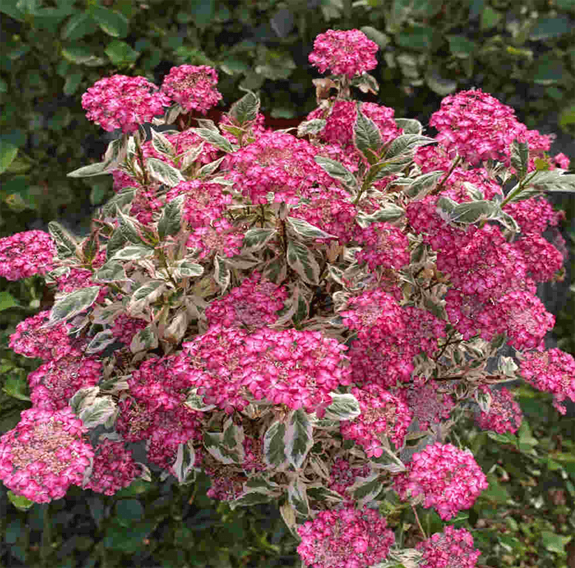 Hydrangea serrata Euphoria Pink (ortensia)