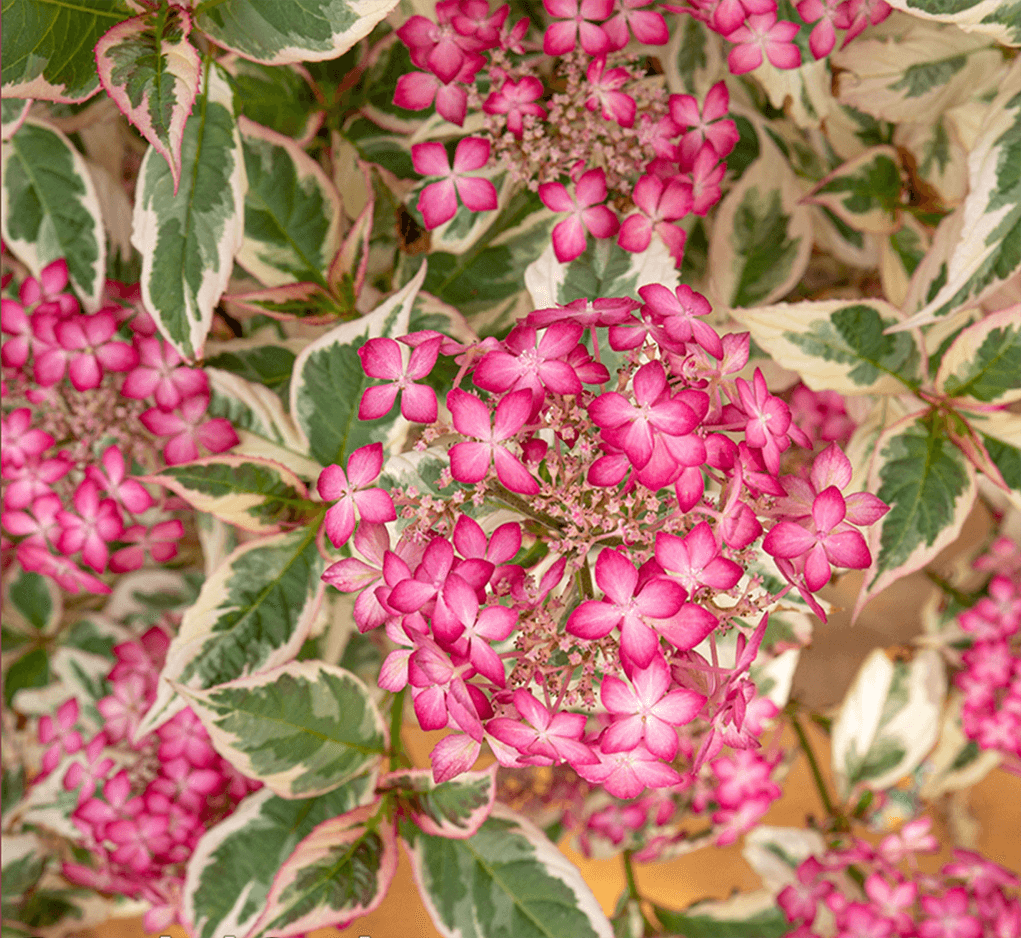 Hydrangea serrata Euphoria Pink (ortensia)