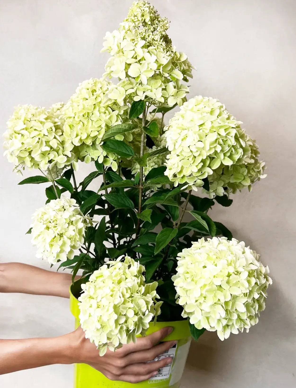 Ortensia /Hydrangea paniculata Whitelight