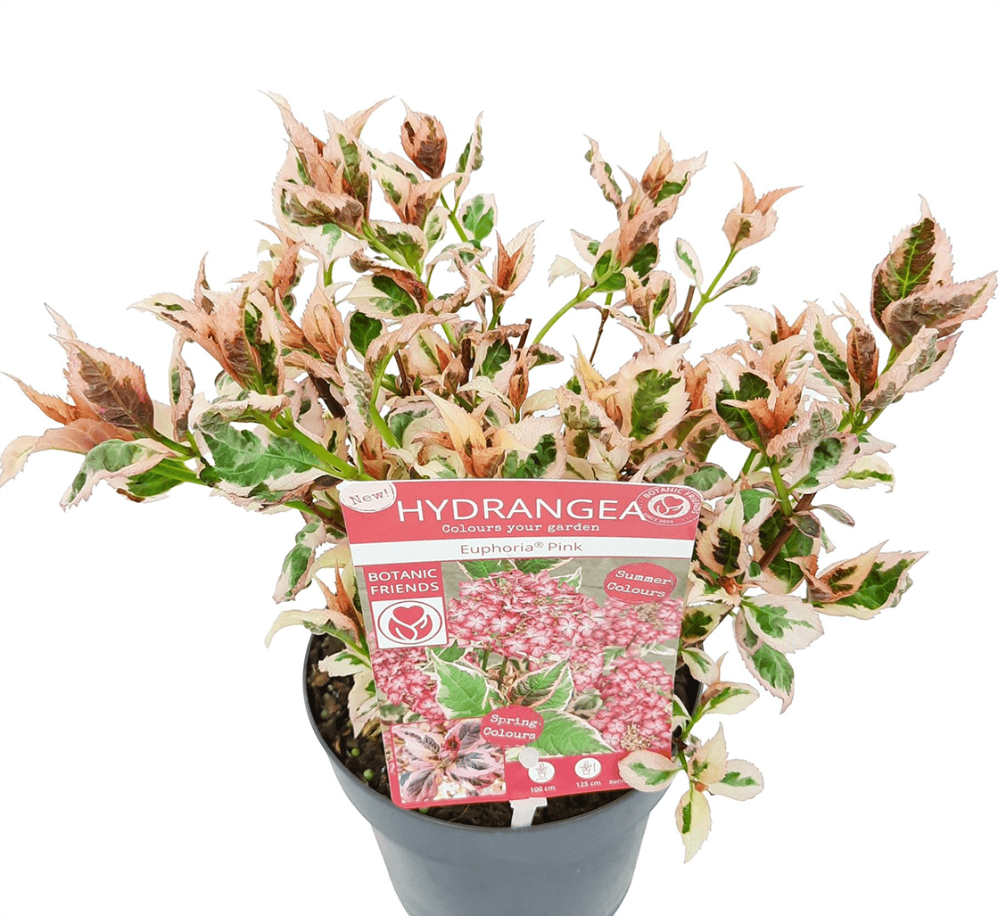 Hydrangea serrata Euphoria Pink (ortensia)