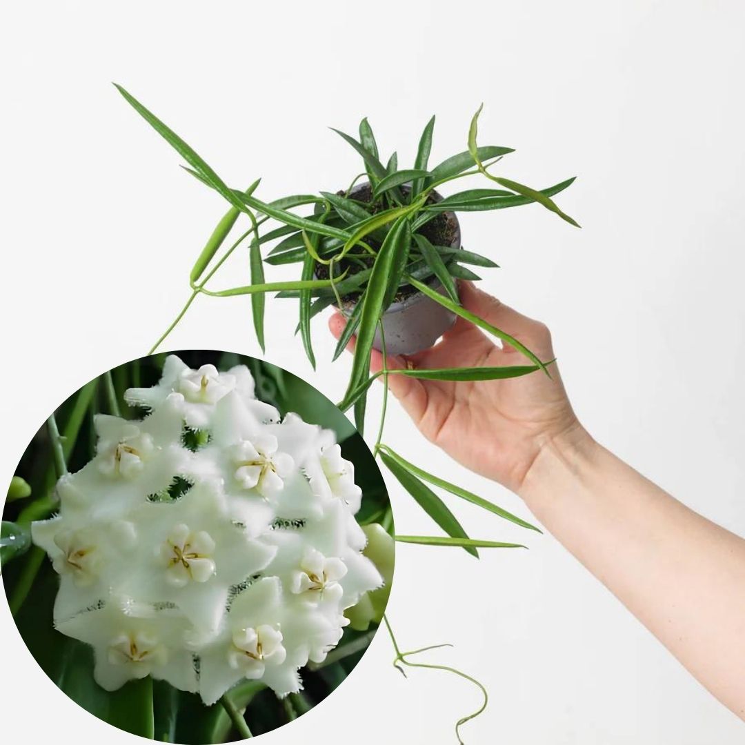 Hoya Longifolia