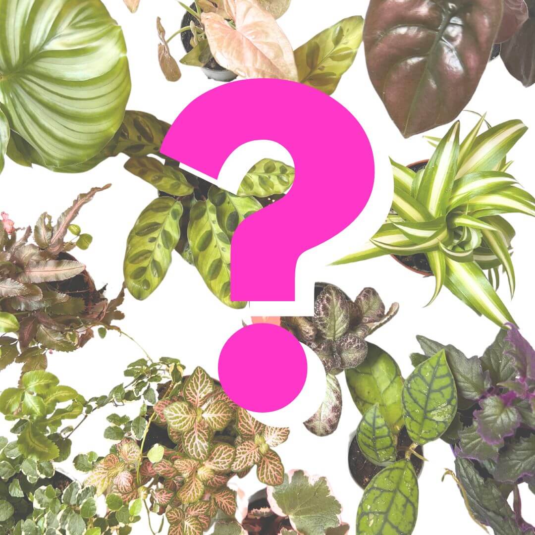 BABY PLANT SURPRISE!