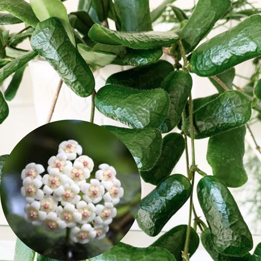Hoya Rotundiflora