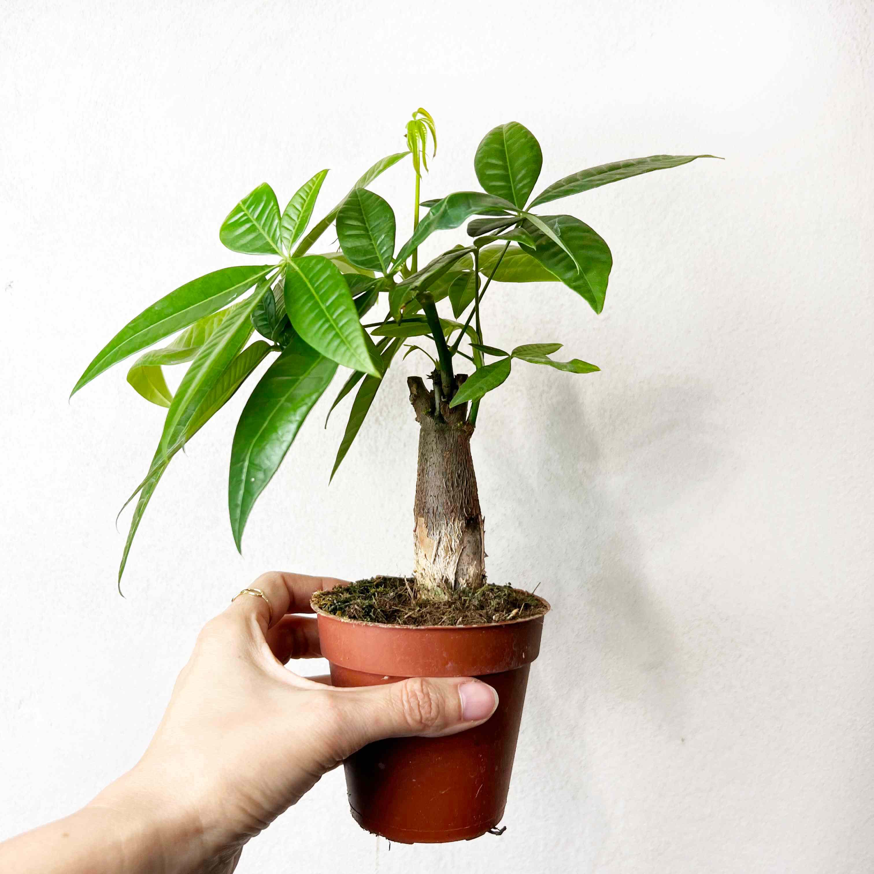 Mini Pachira Aquatica