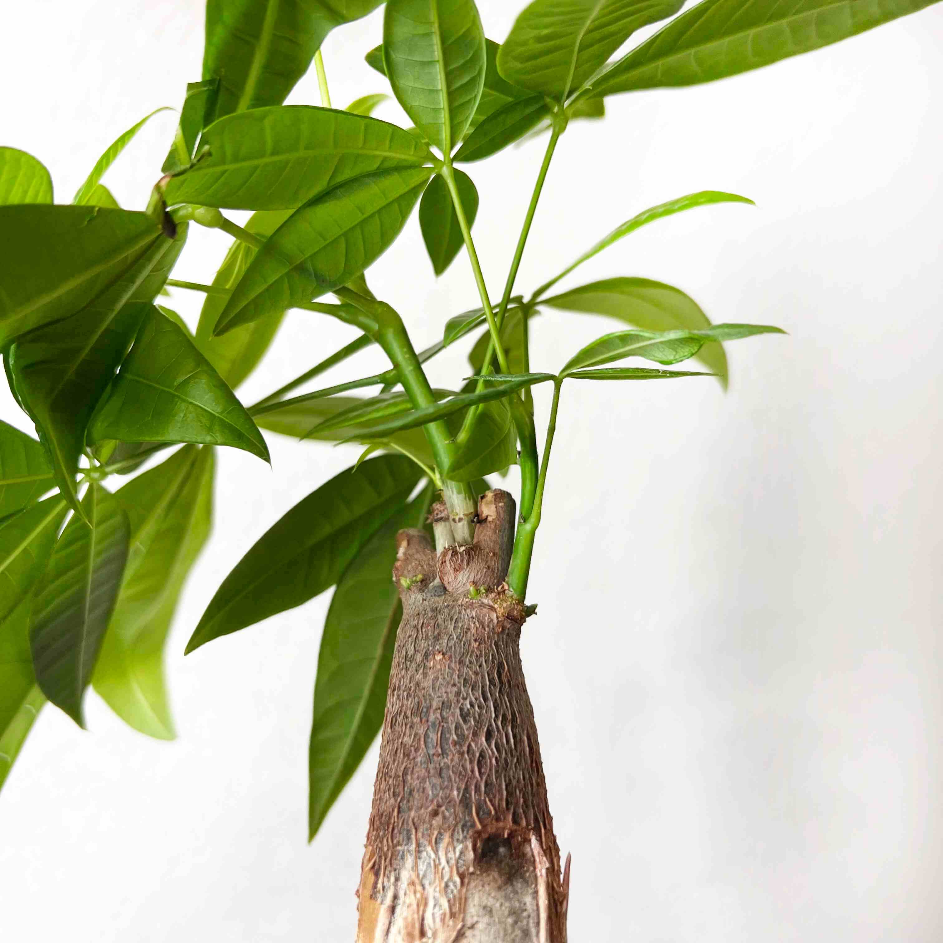 Mini Pachira Aquatica