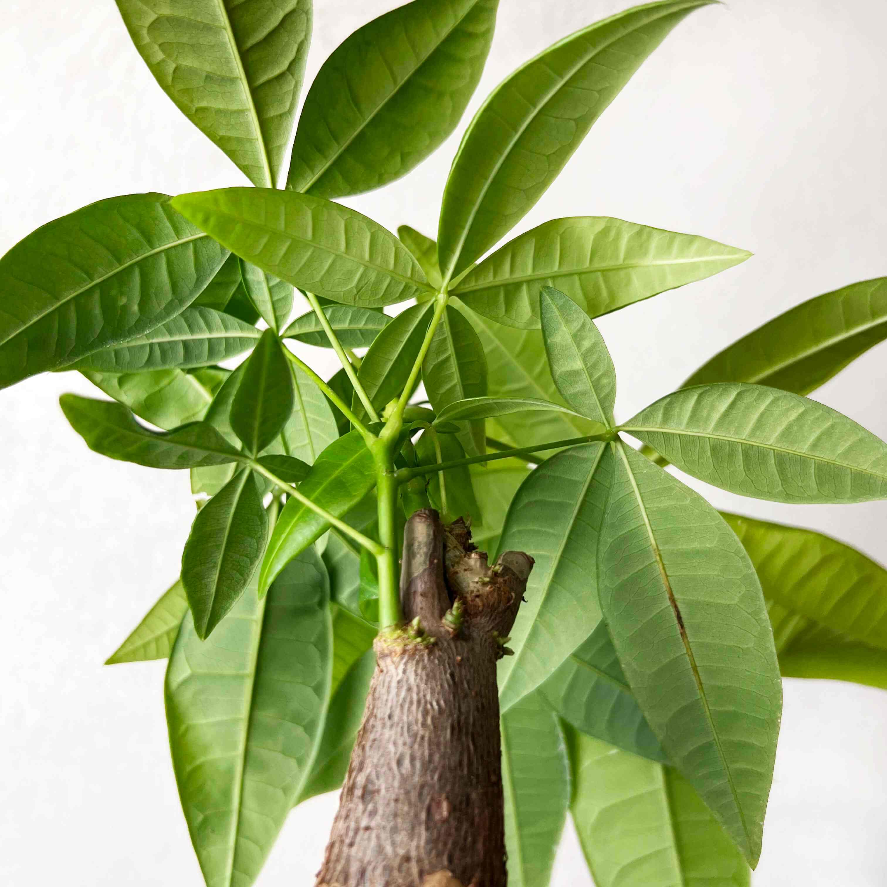 Mini Pachira Aquatica