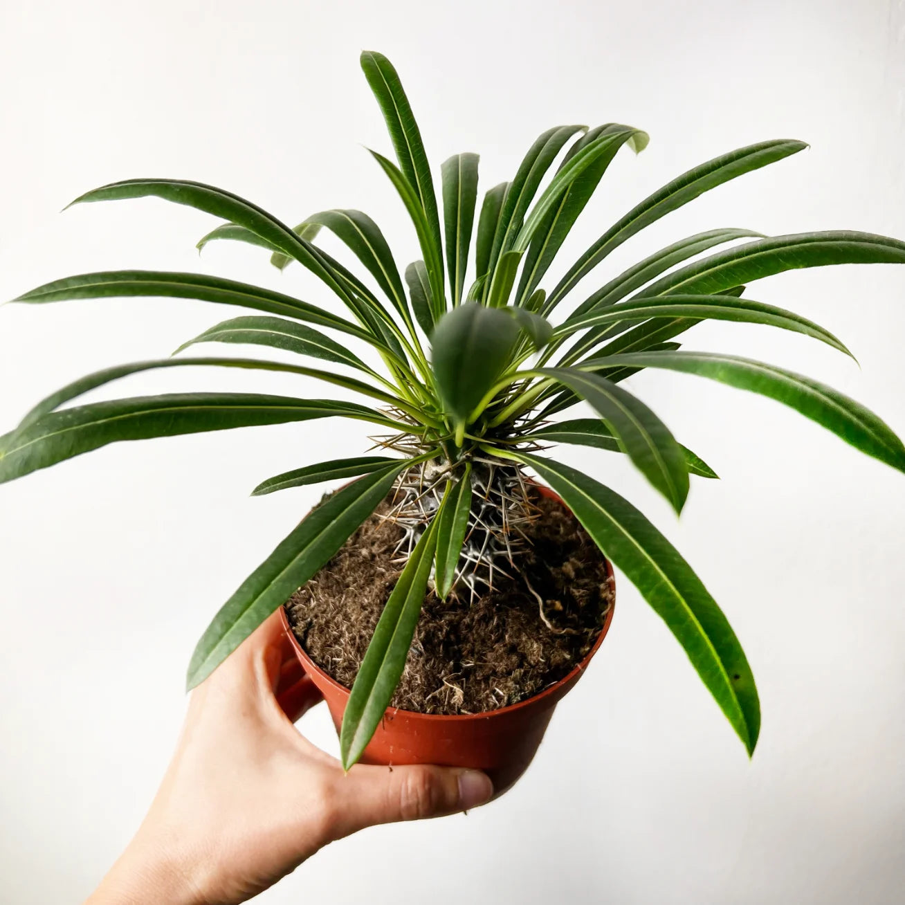 Pachypodium Lamerei