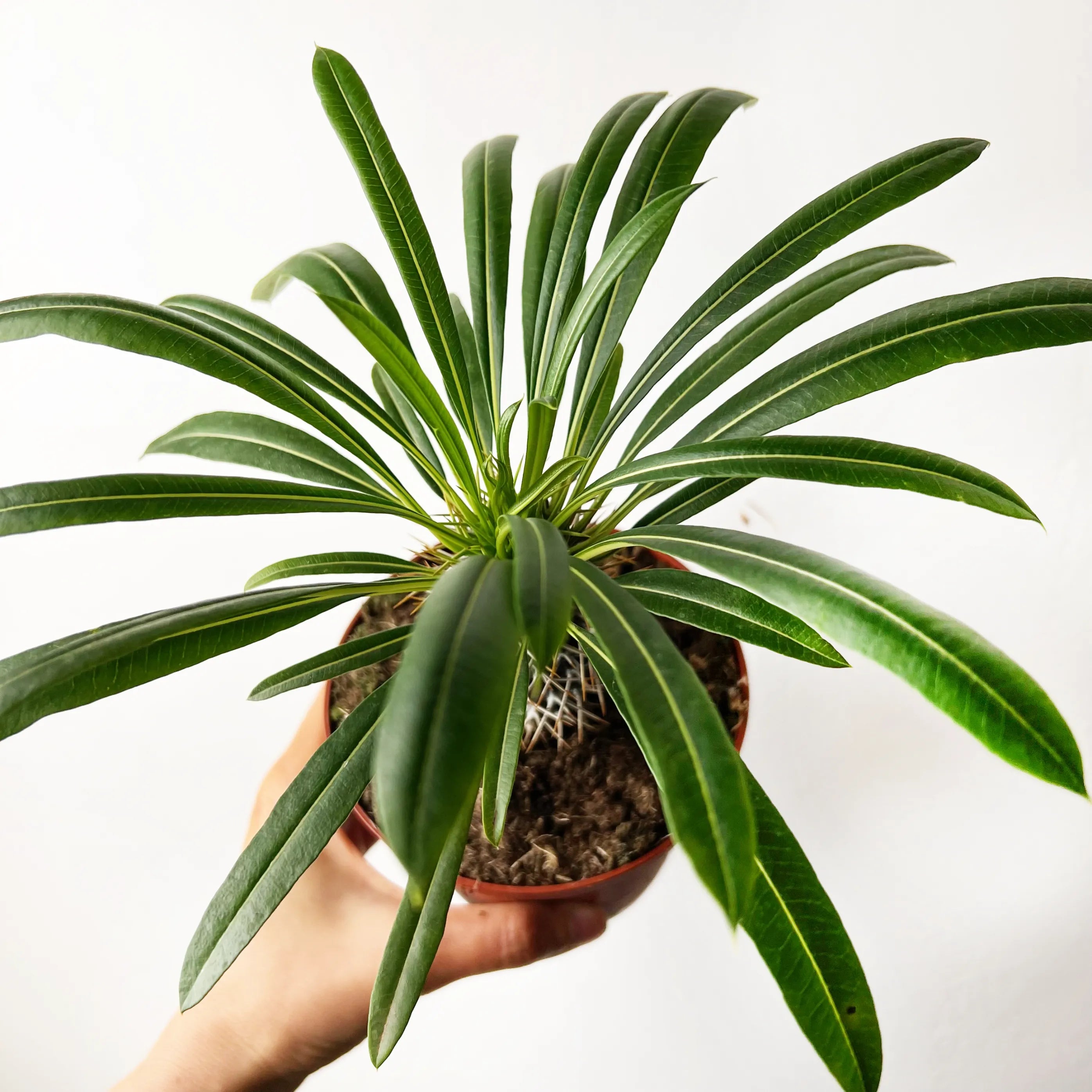 Pachypodium Lamerei