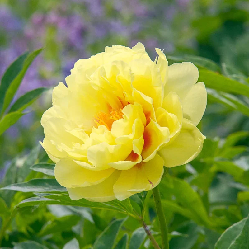 Peonia Itoh Bartzella