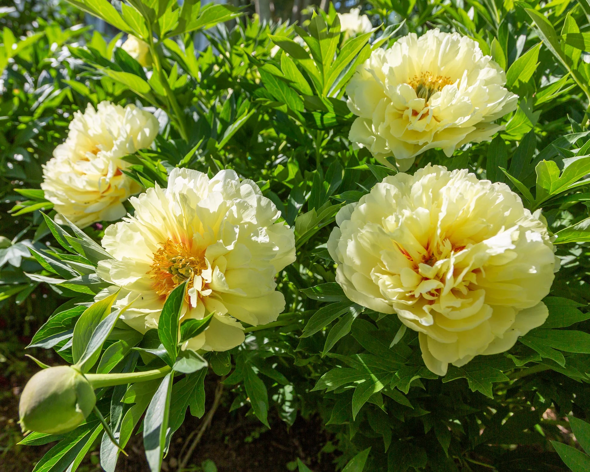 Peonia Itoh Bartzella