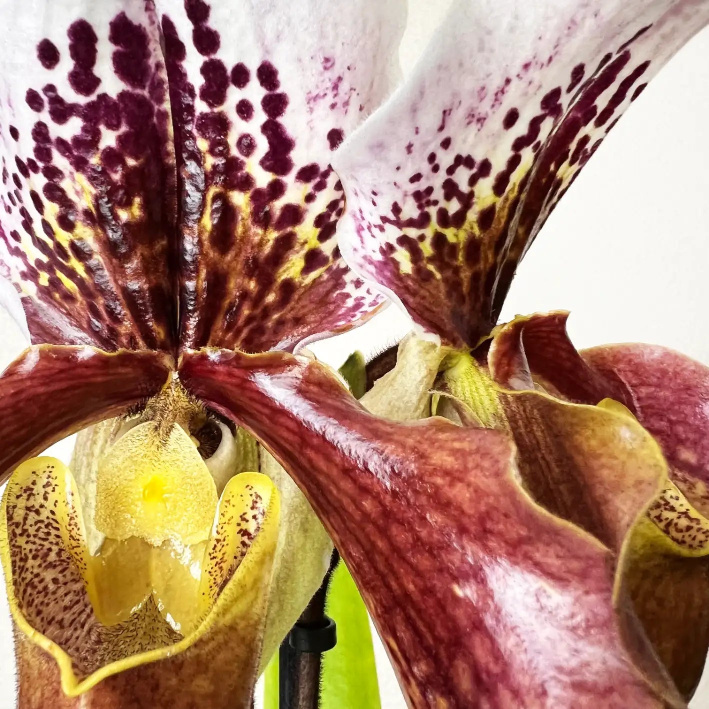 Paphiopedilum Margot