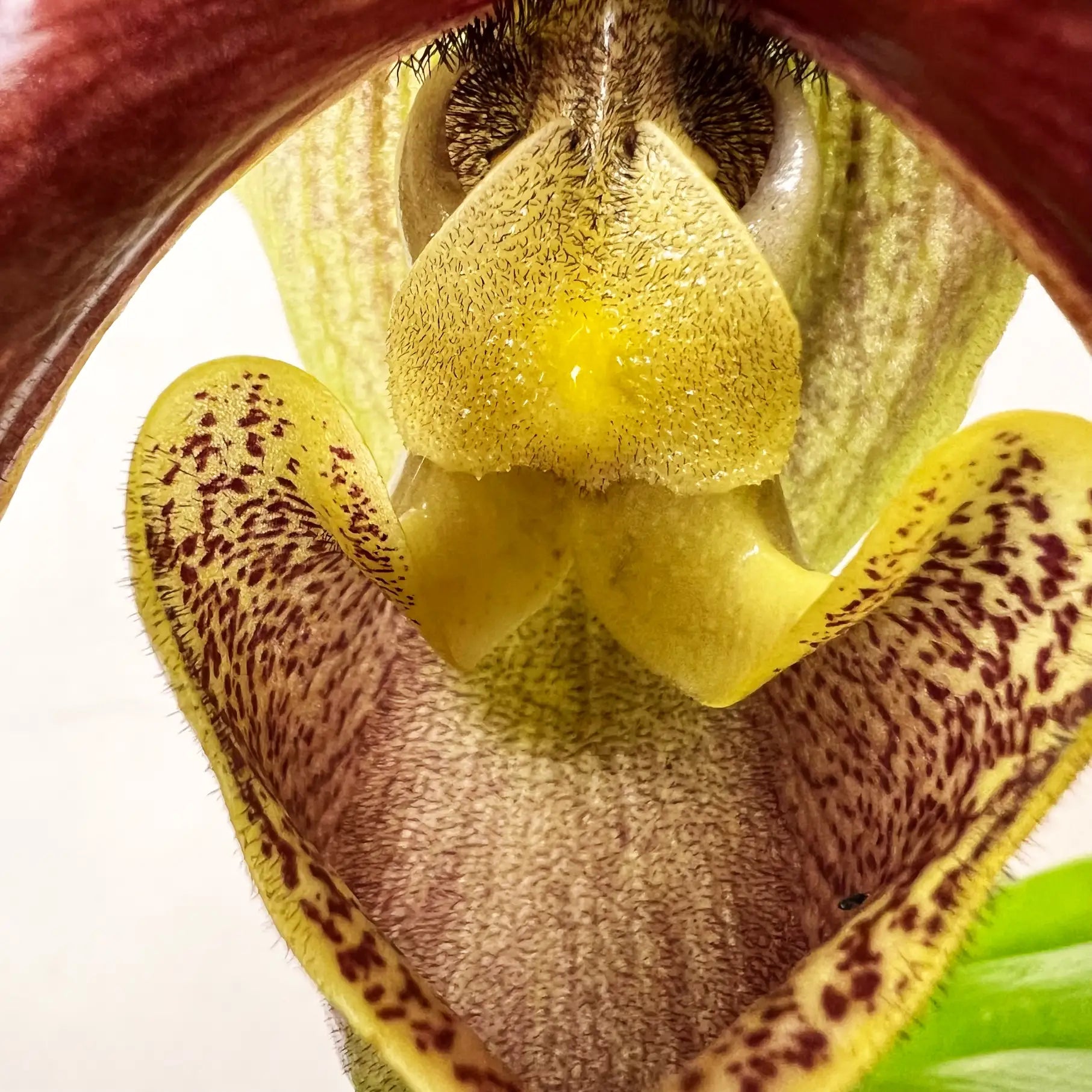Paphiopedilum Margot