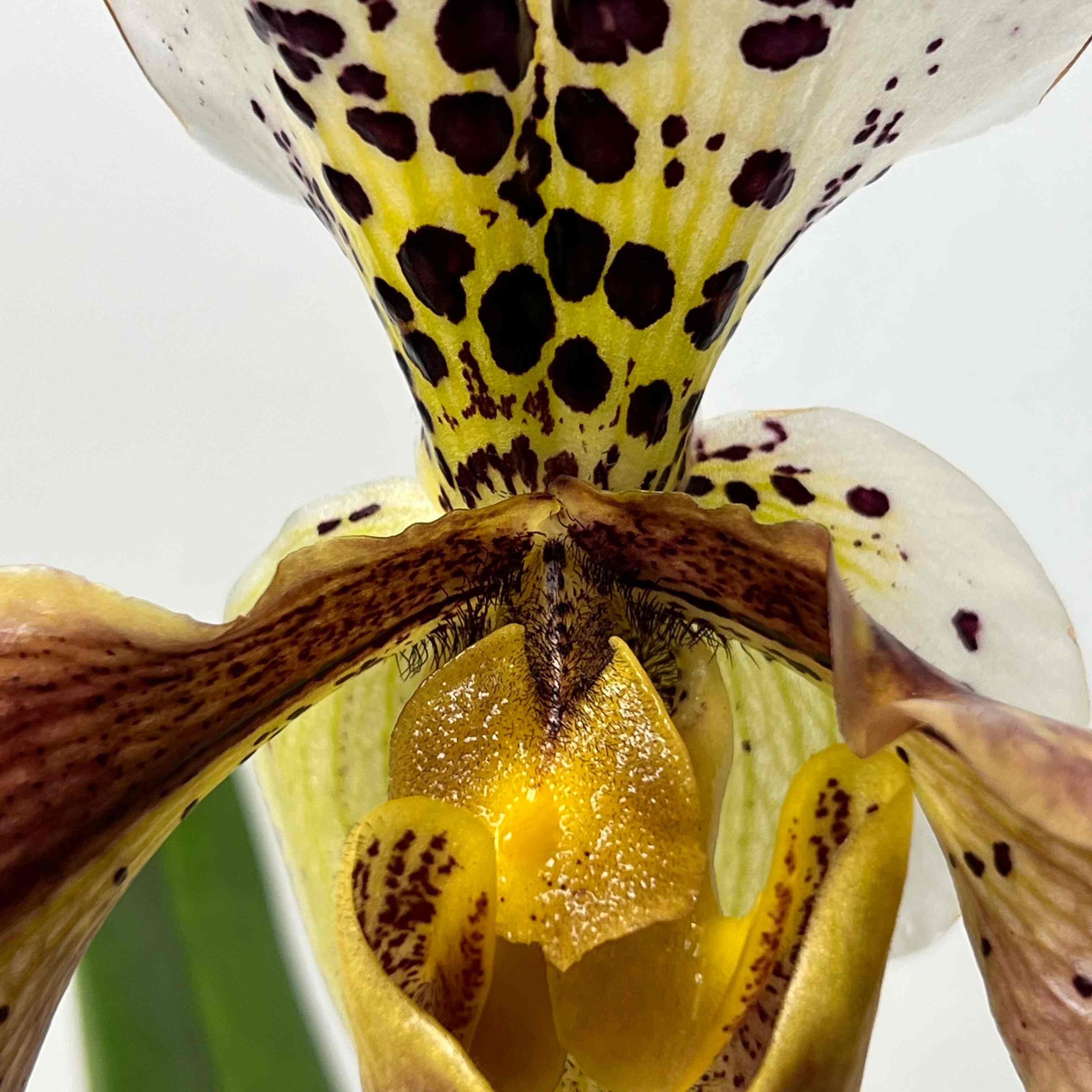 Paphiopedilum American Hybrid