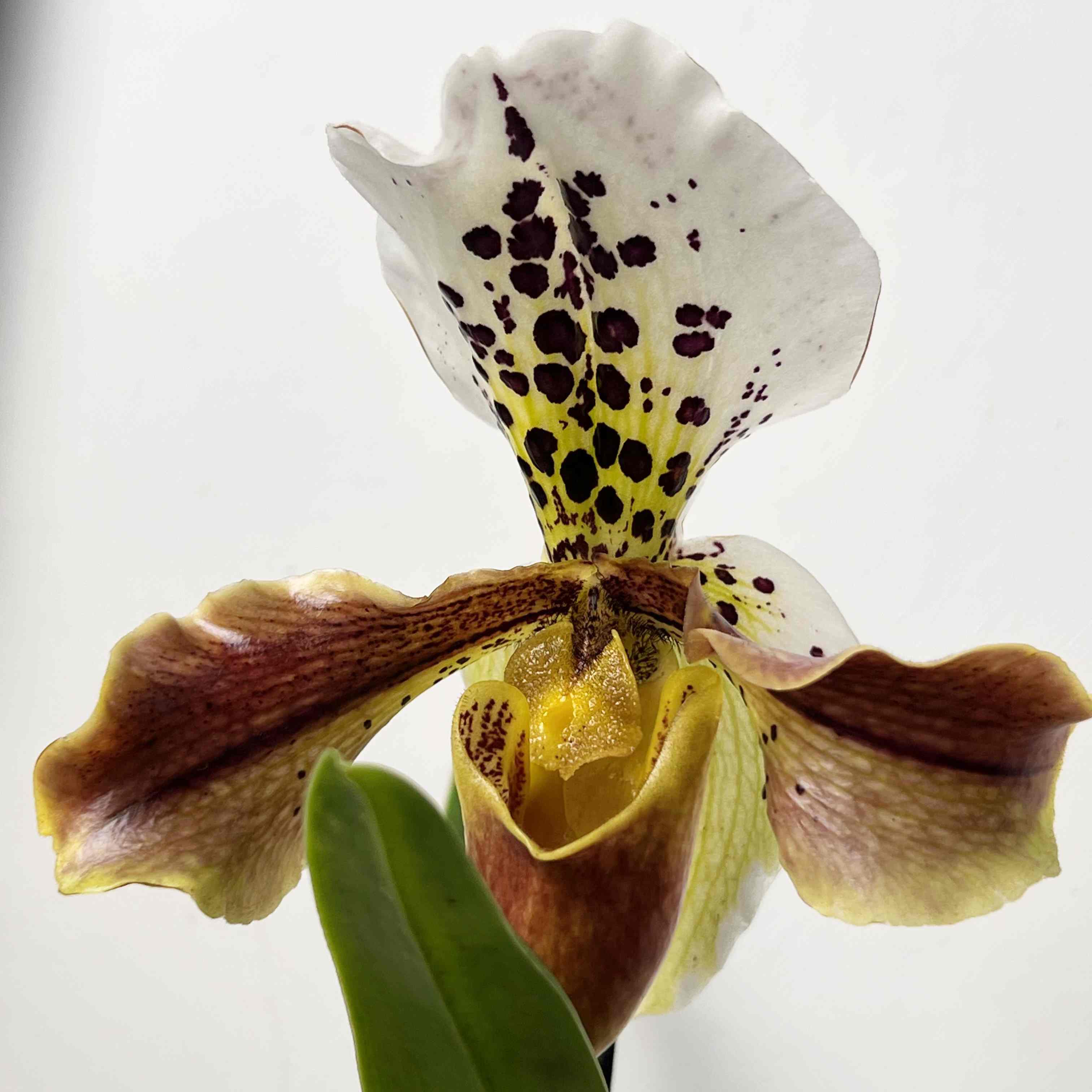 Paphiopedilum American Hybrid