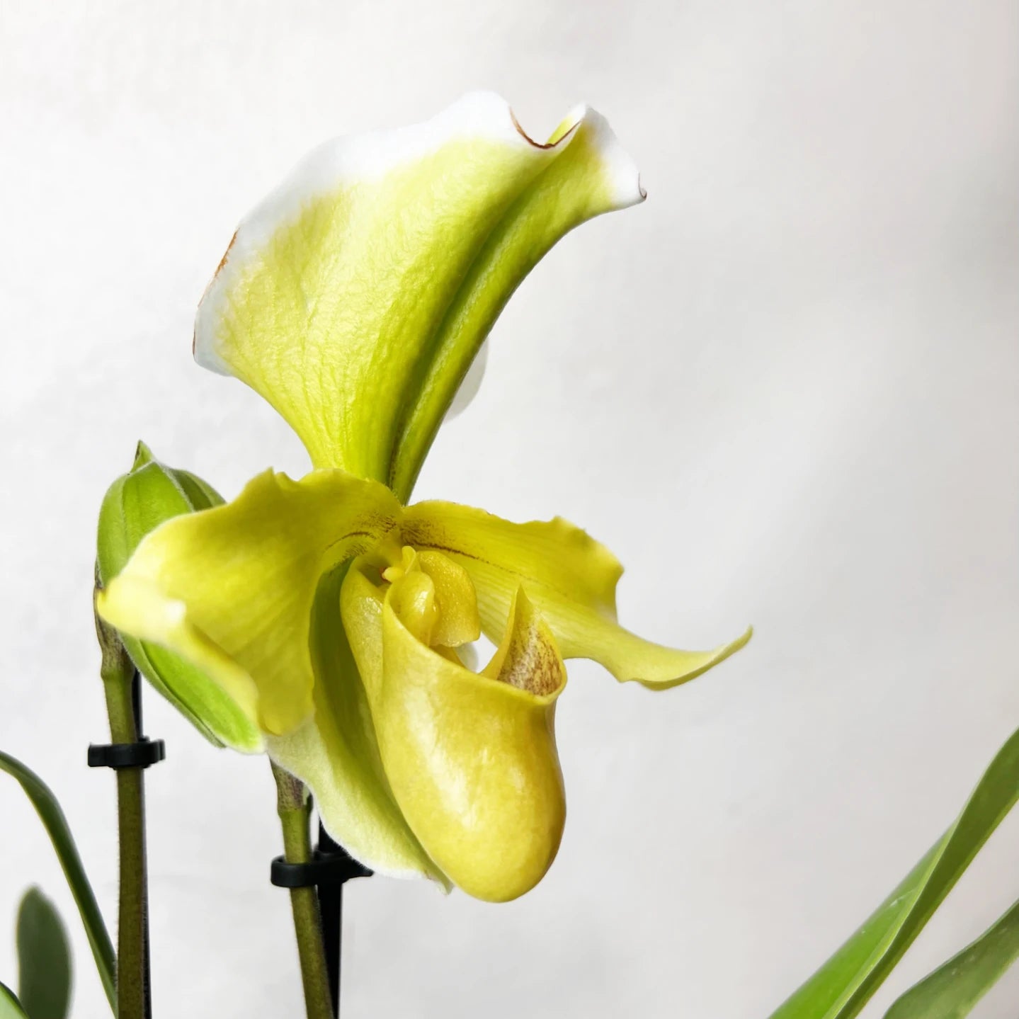 Paphiopedilum