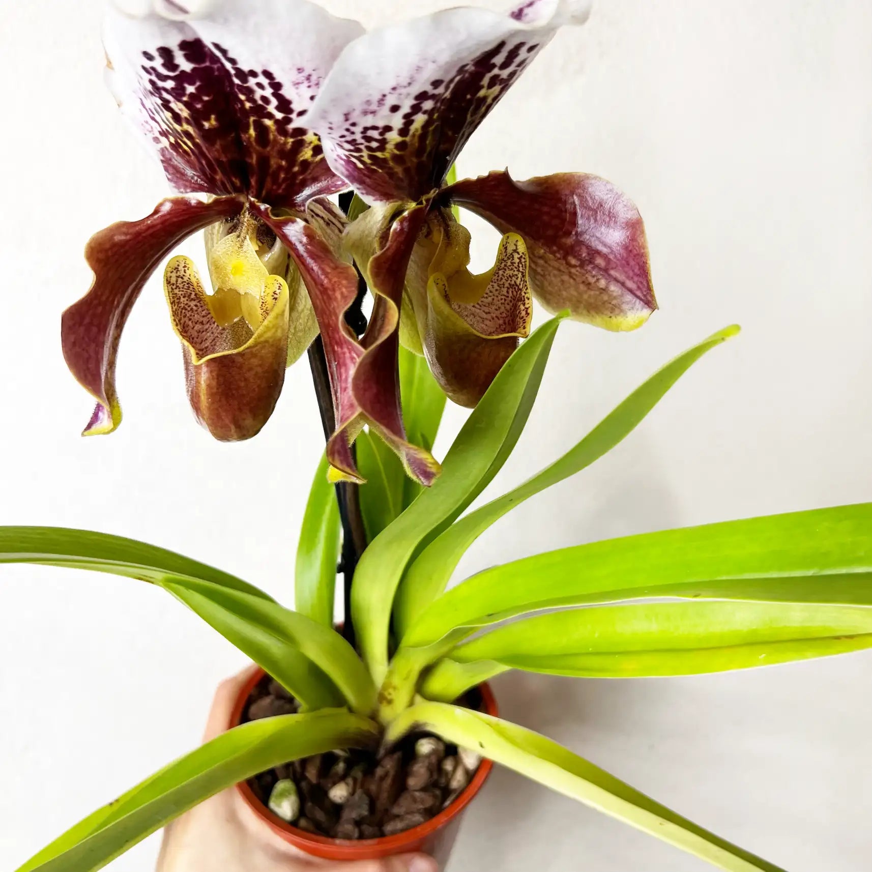Paphiopedilum Margot