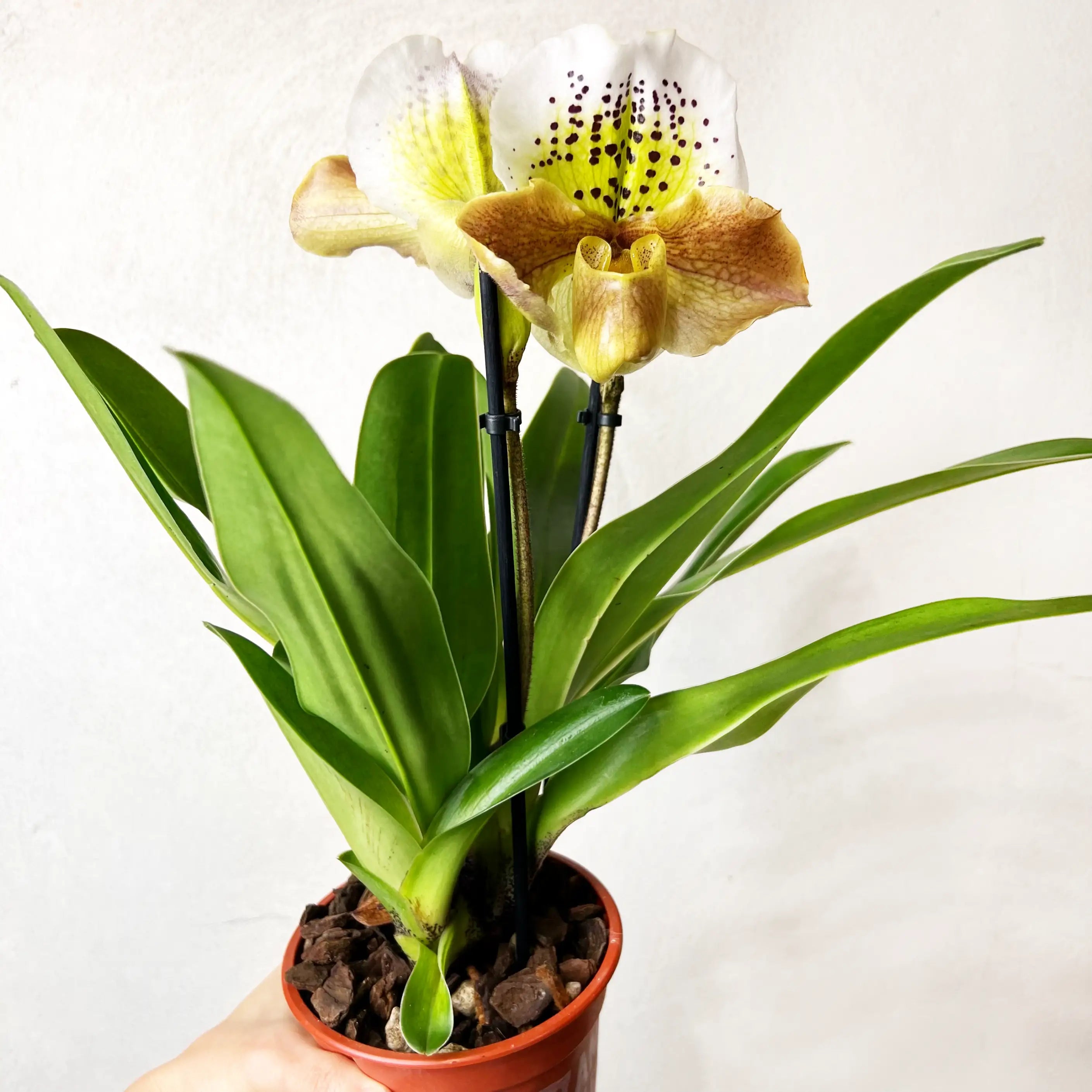 Paphiopedilum Magic Dust