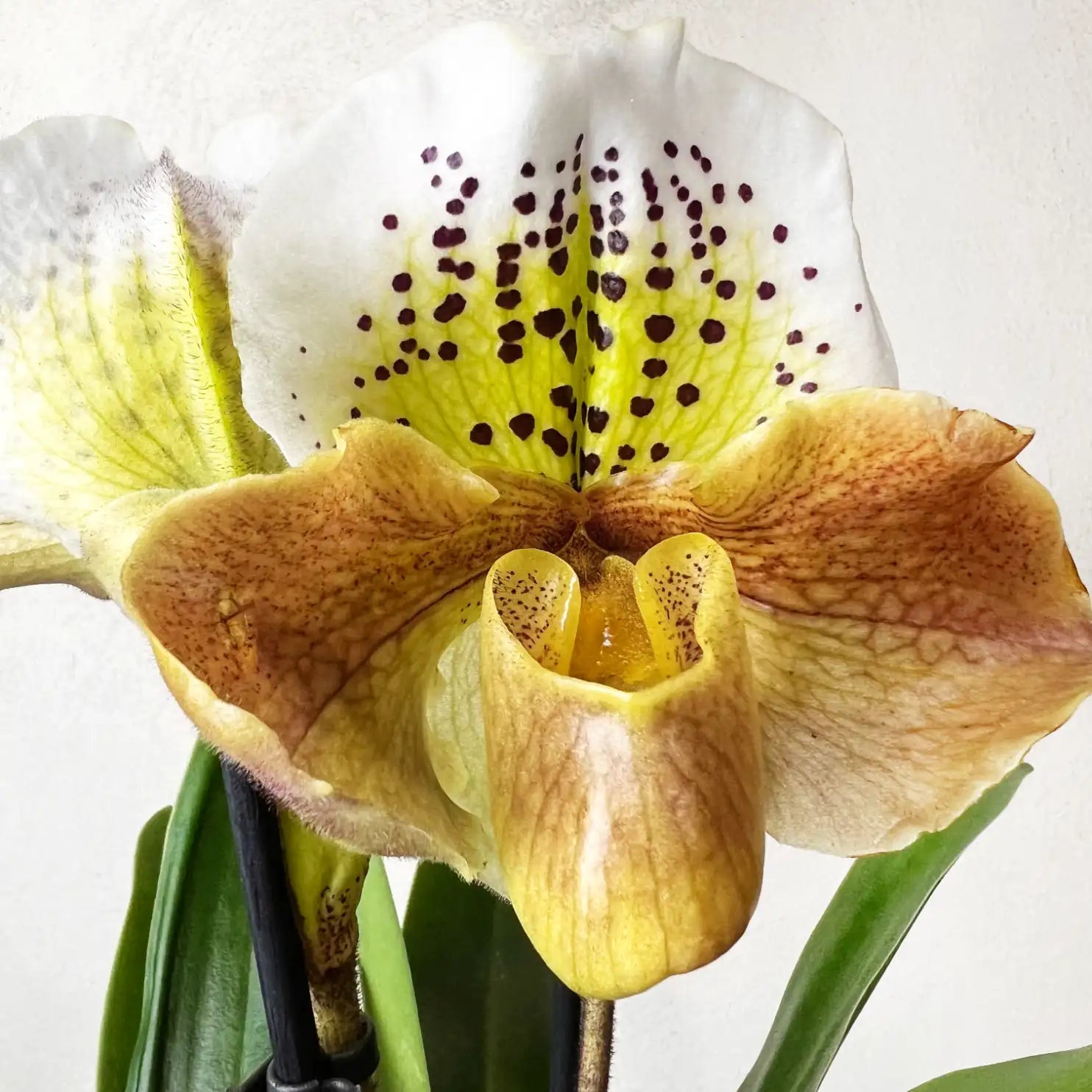 Paphiopedilum Magic Dust