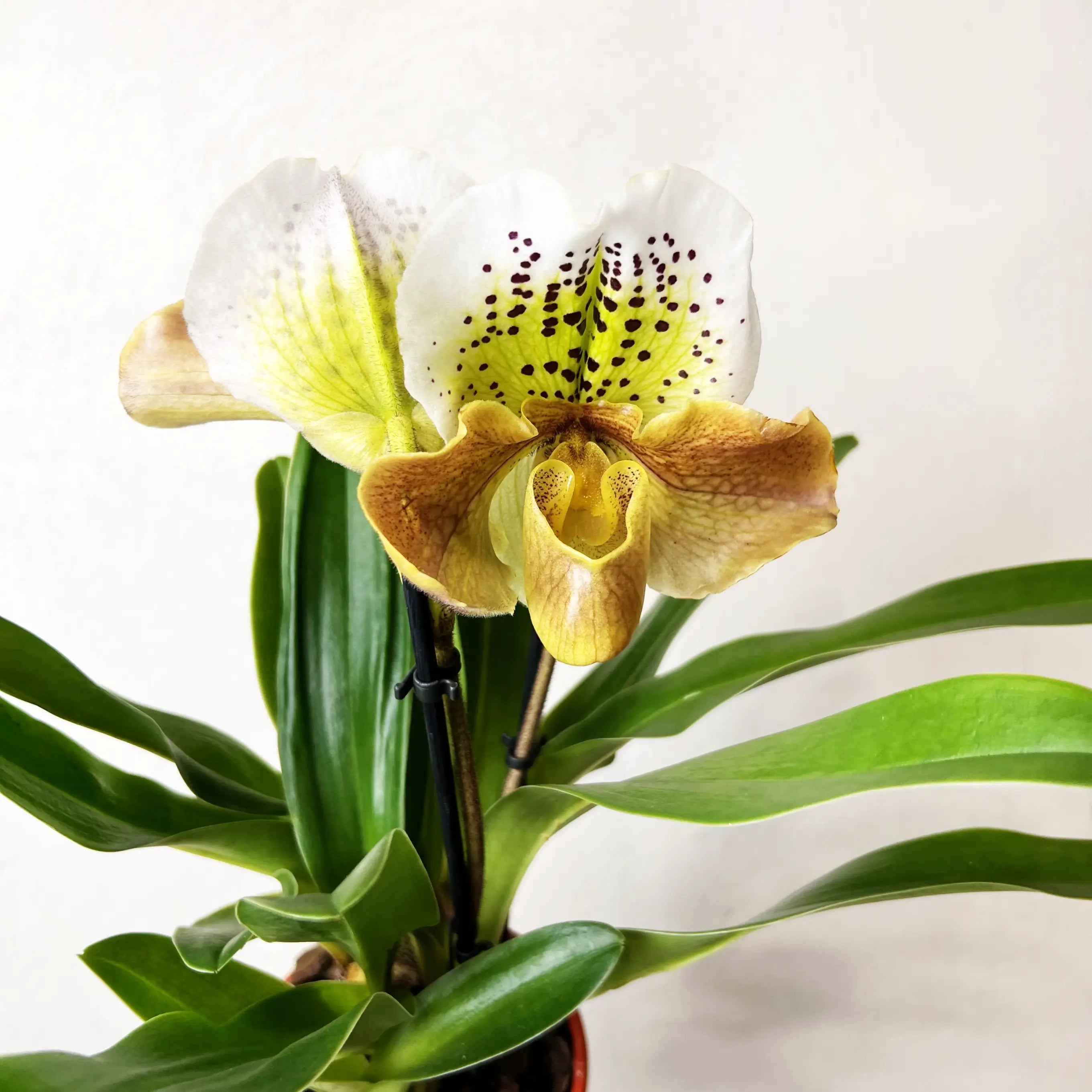 Paphiopedilum Magic Dust