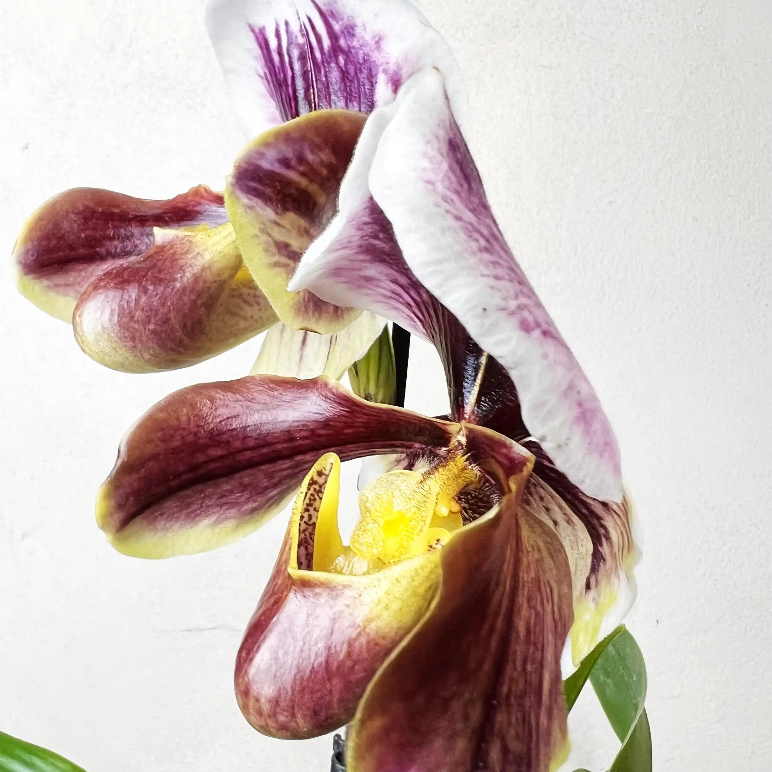 Paphiopedilum Daniell