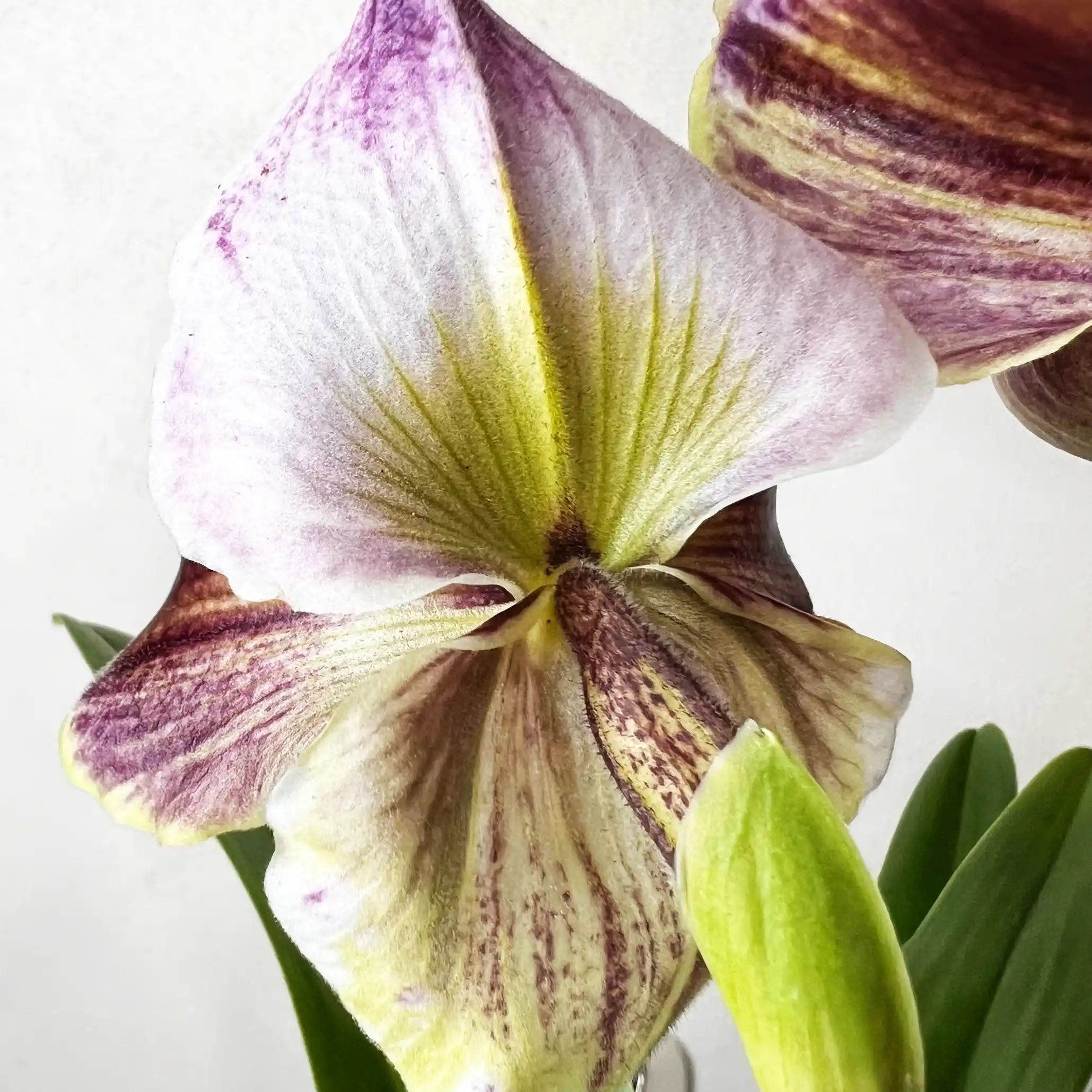 Paphiopedilum Daniell