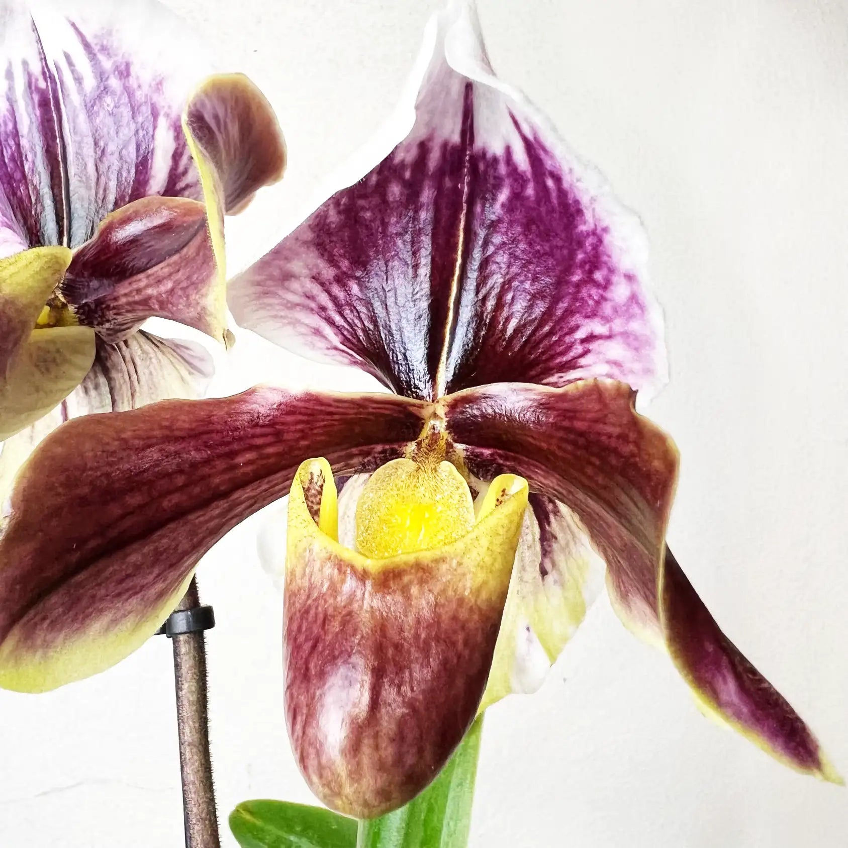 Paphiopedilum Daniell