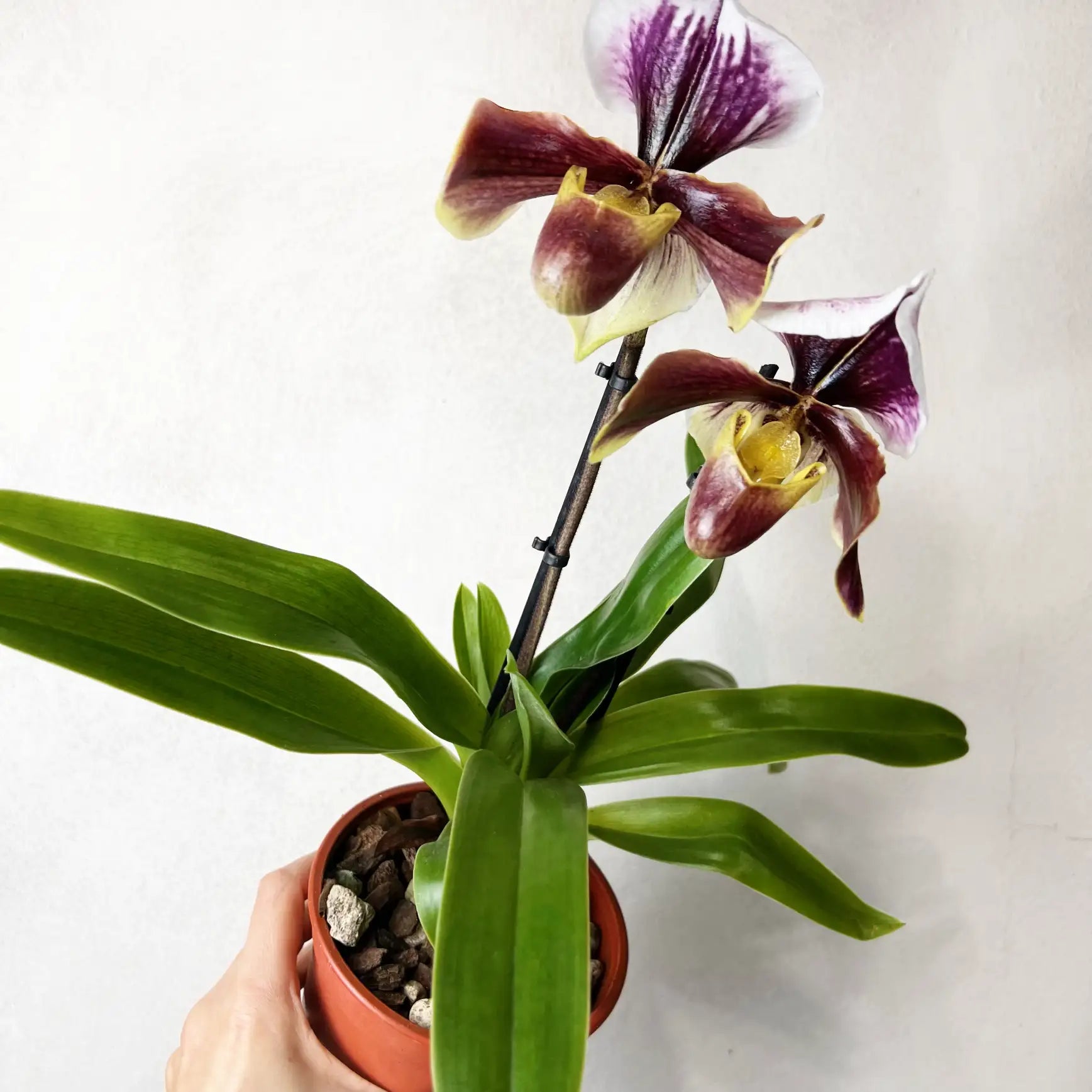 Paphiopedilum Daniell