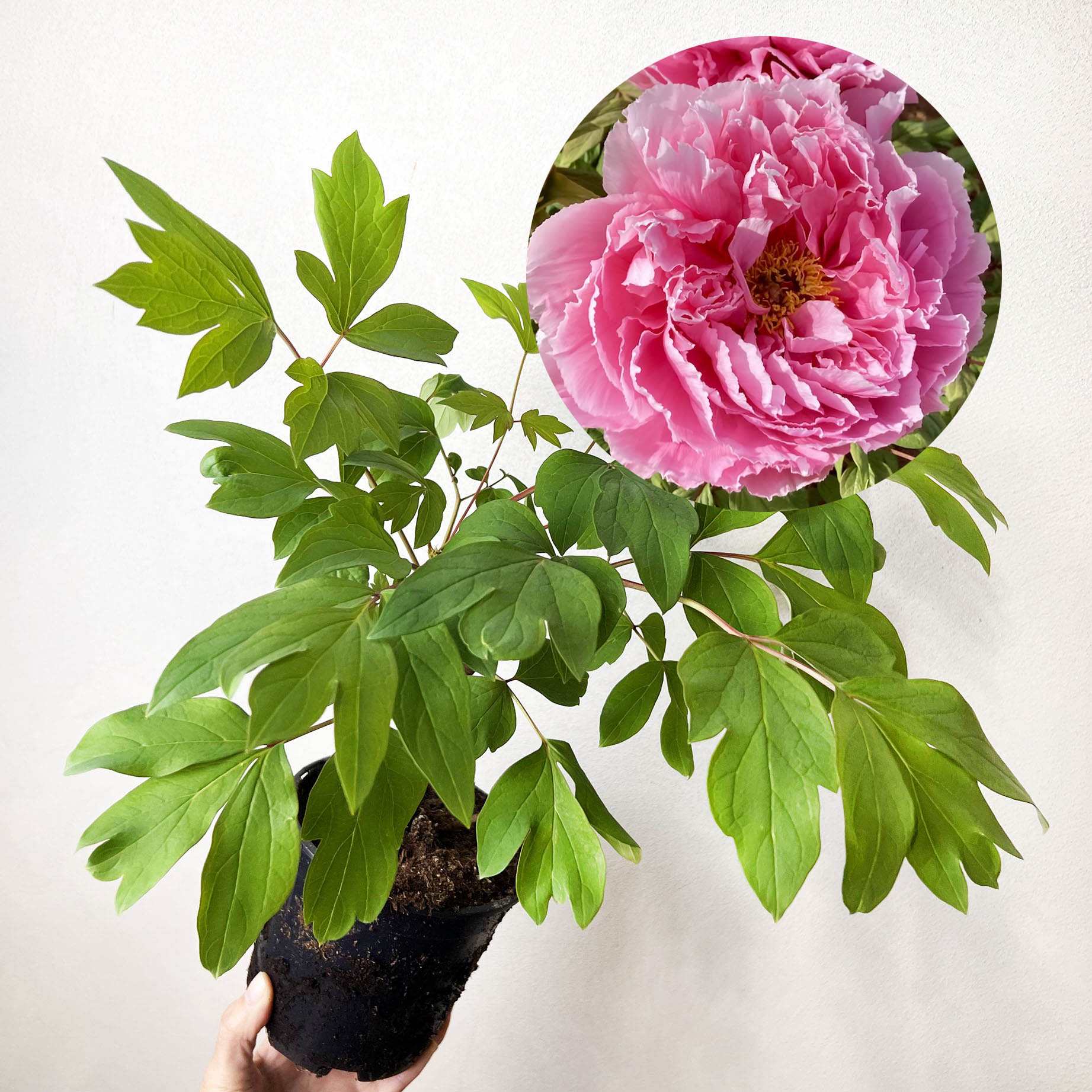 Peonia Suffruticosa Dark Pink