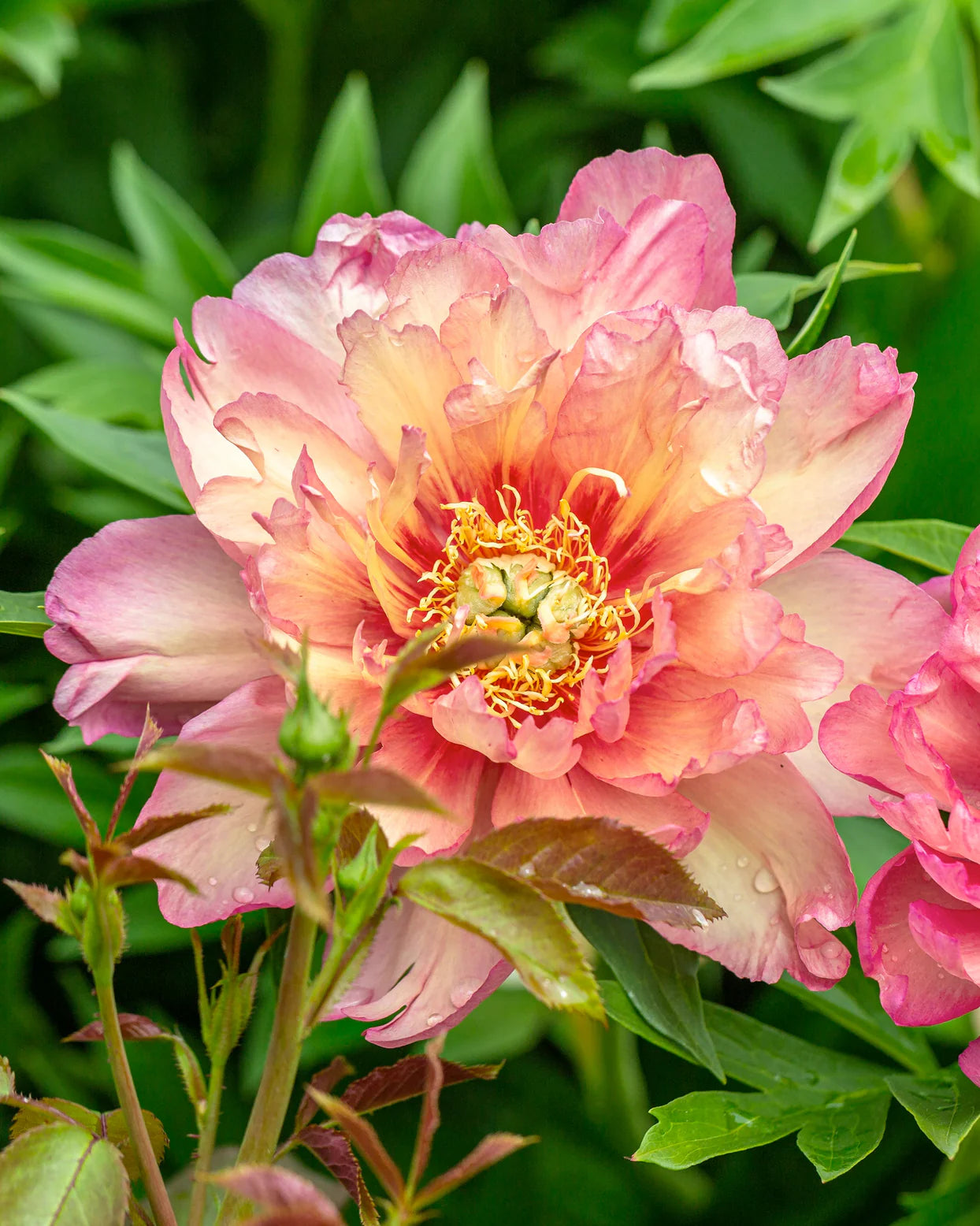 Peonia Itoh Julia Rose