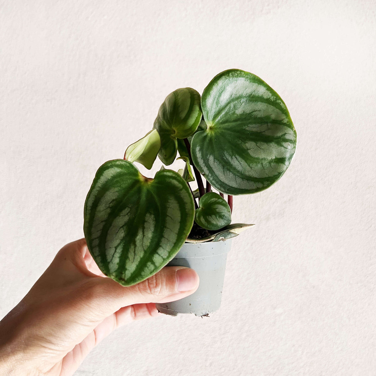 Peperomia argyreia 'Costa Rica'
