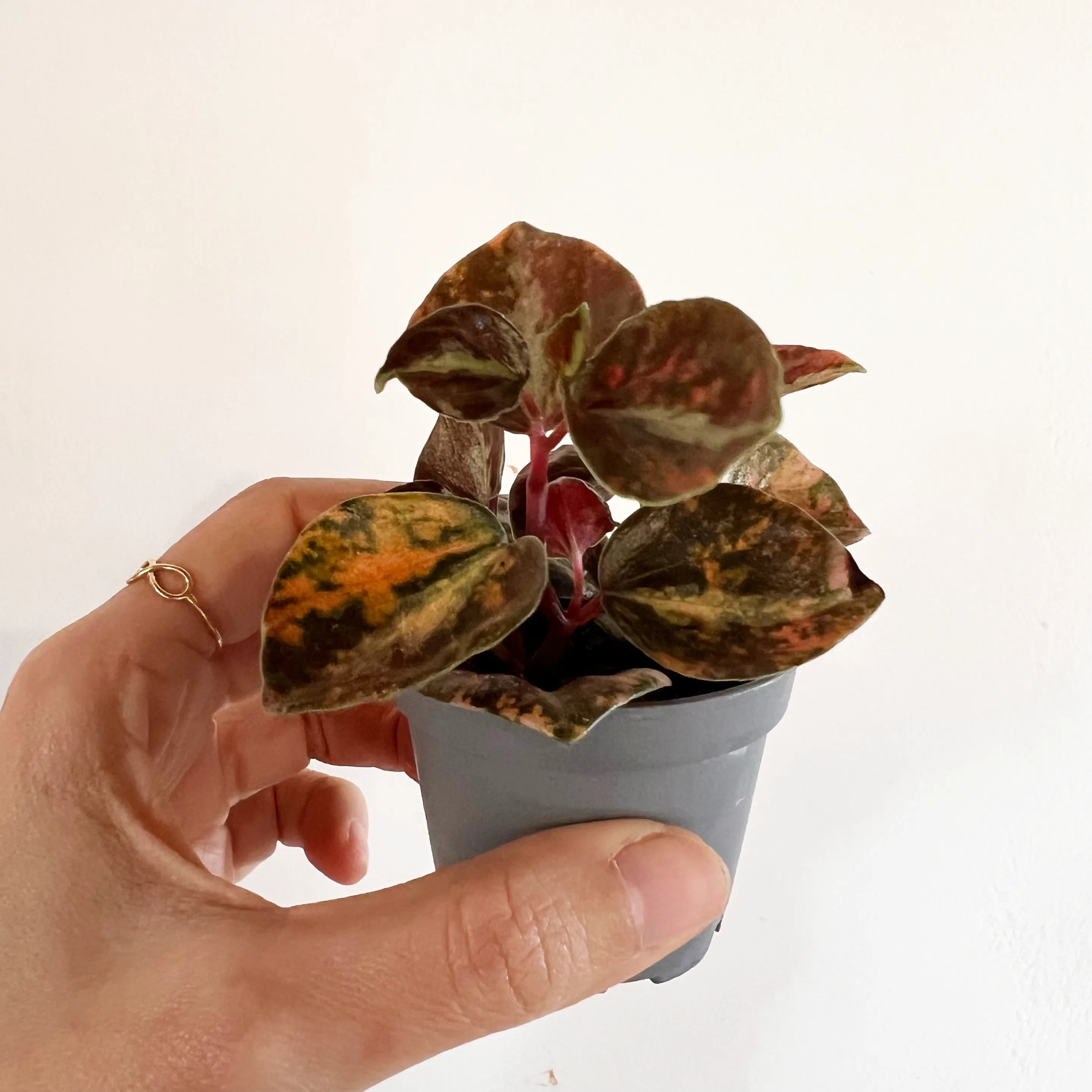 Peperomia metallica 'Creme Brulee'