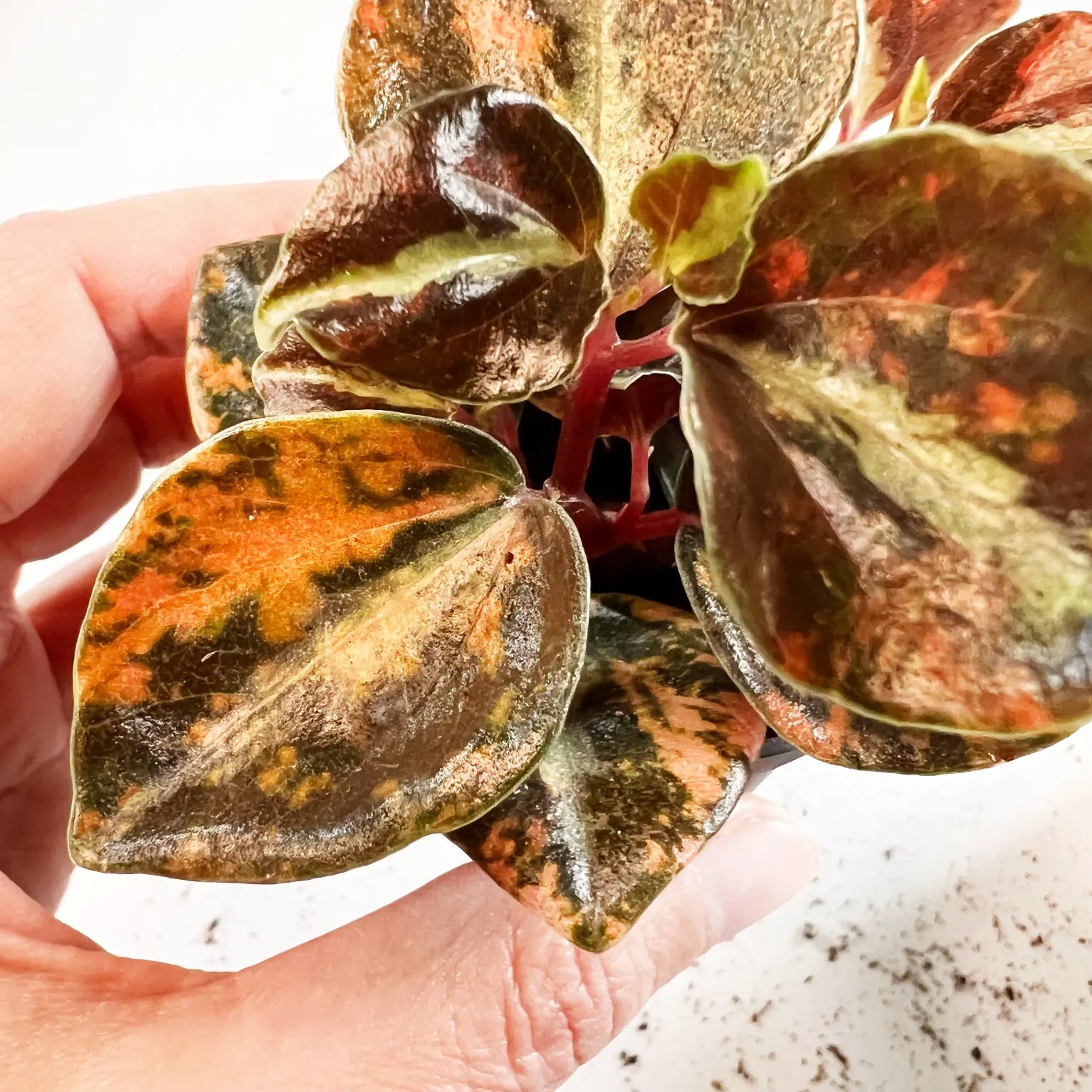 Peperomia metallica 'Creme Brulee'