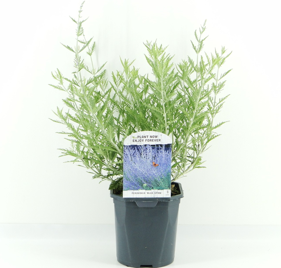 Perovskia 'Blue Spire'
