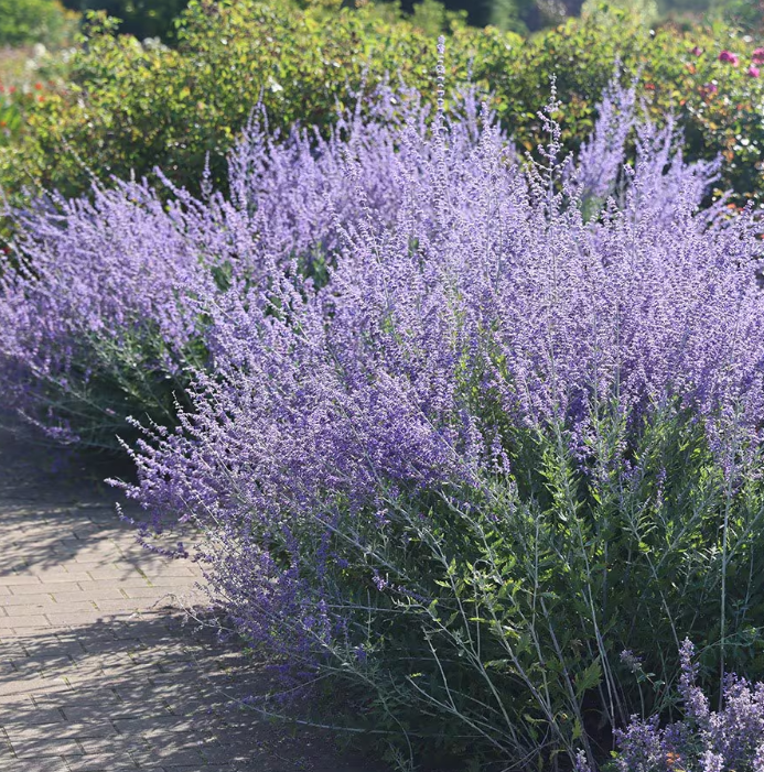 Perovskia 'Blue Spire'