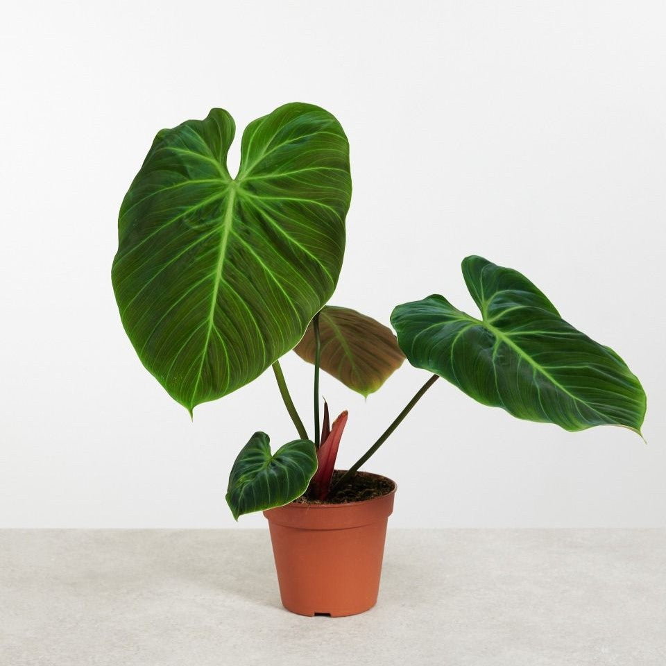 Philodendron El Choco Red