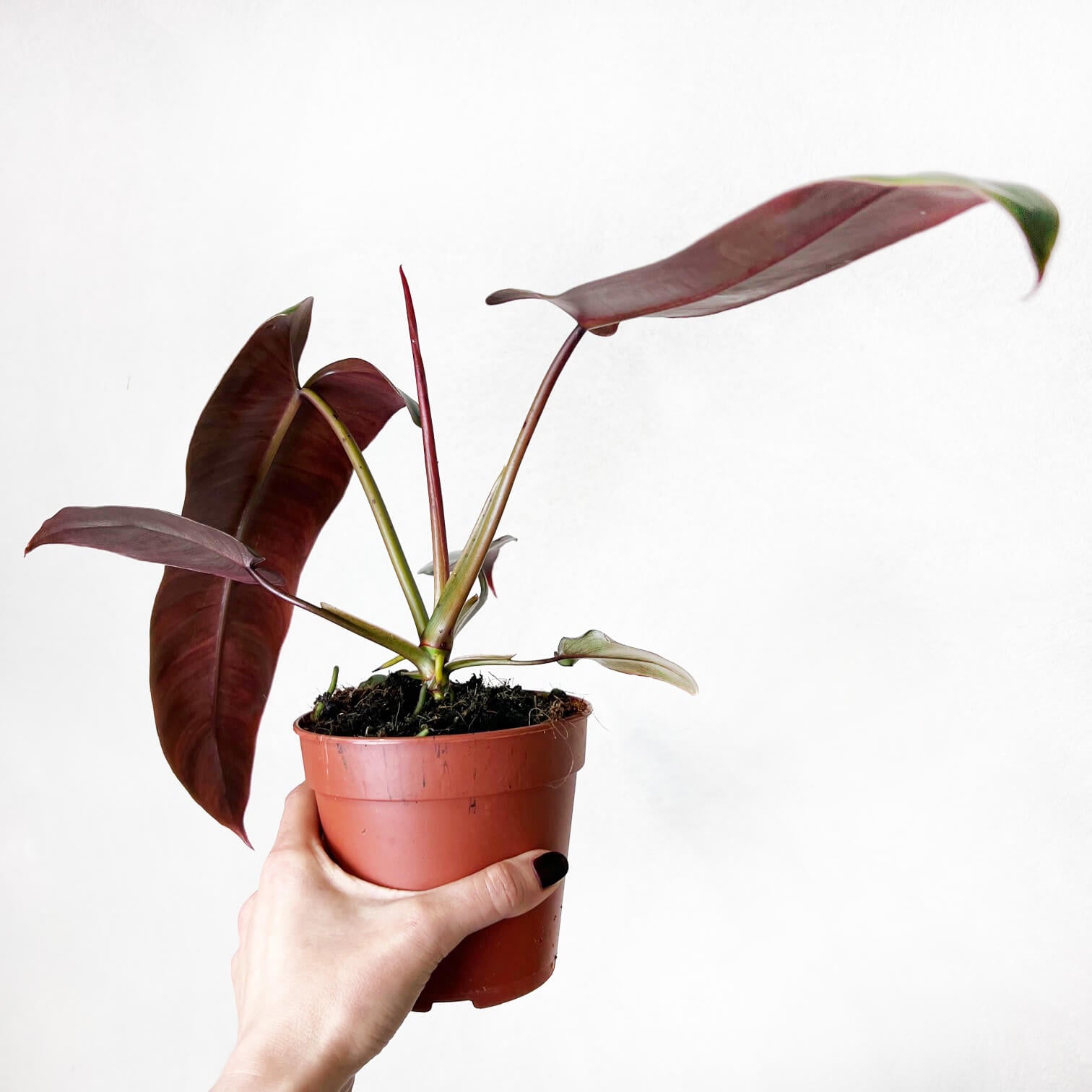 Philodendron Atabapoense