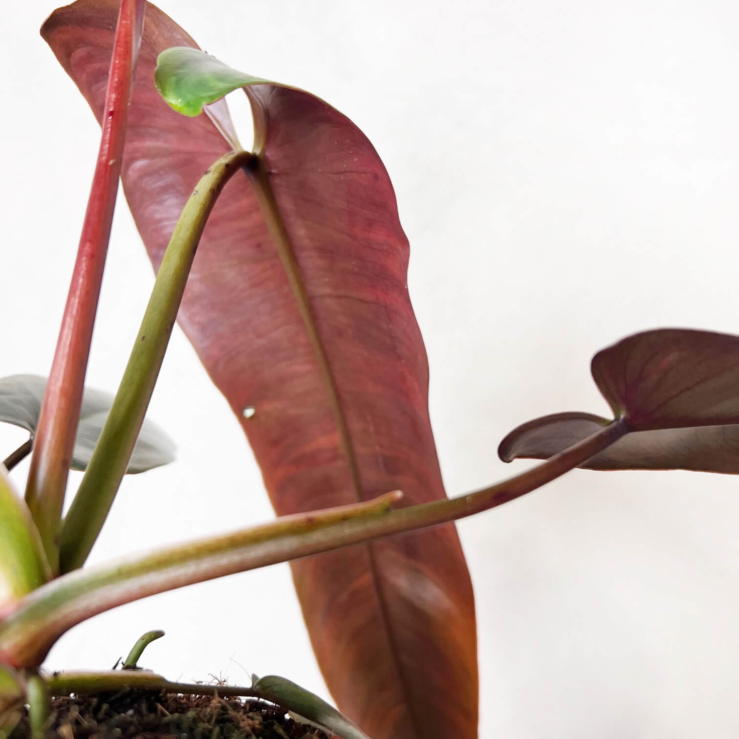 Philodendron Atabapoense