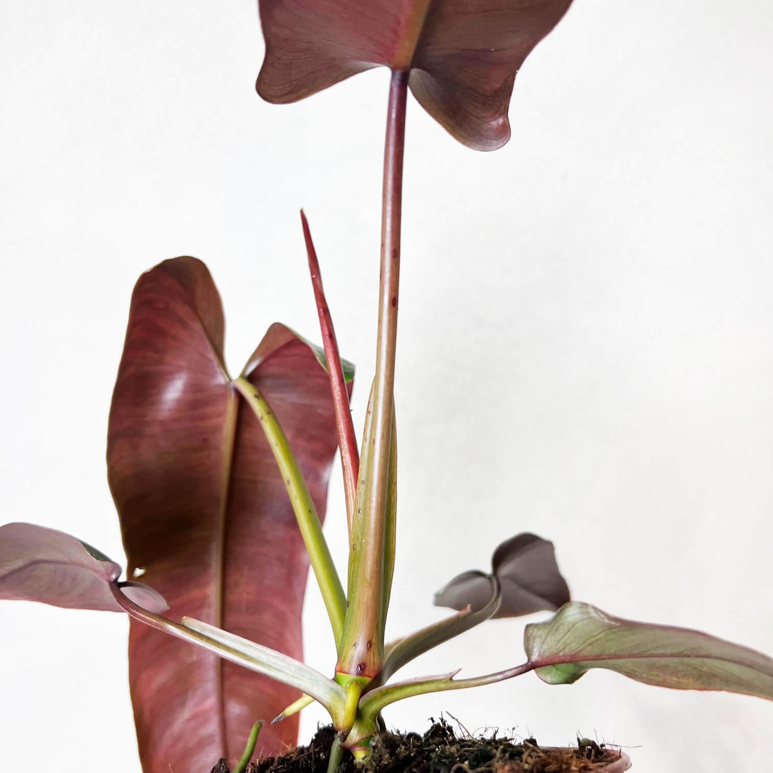 Philodendron Atabapoense